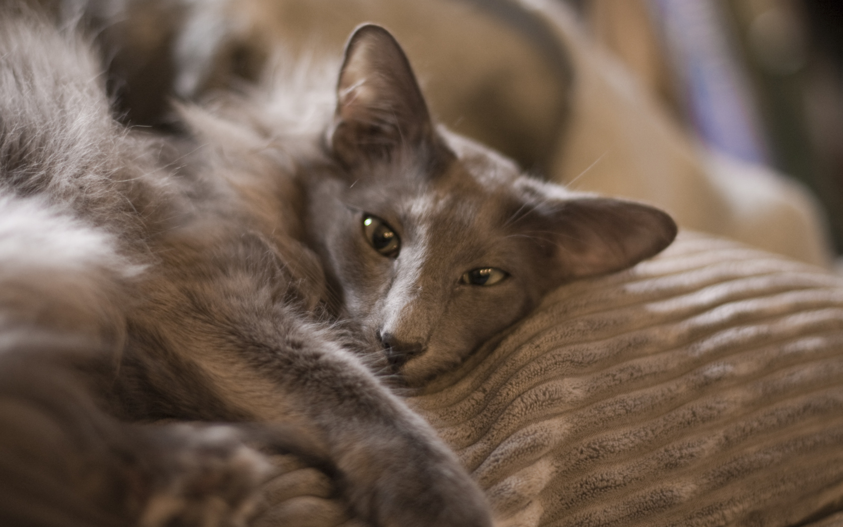 Гордая ориентальная длинношерстная кошка