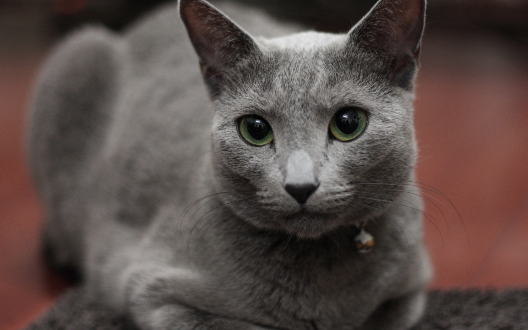 Гордая русская голубая кошка