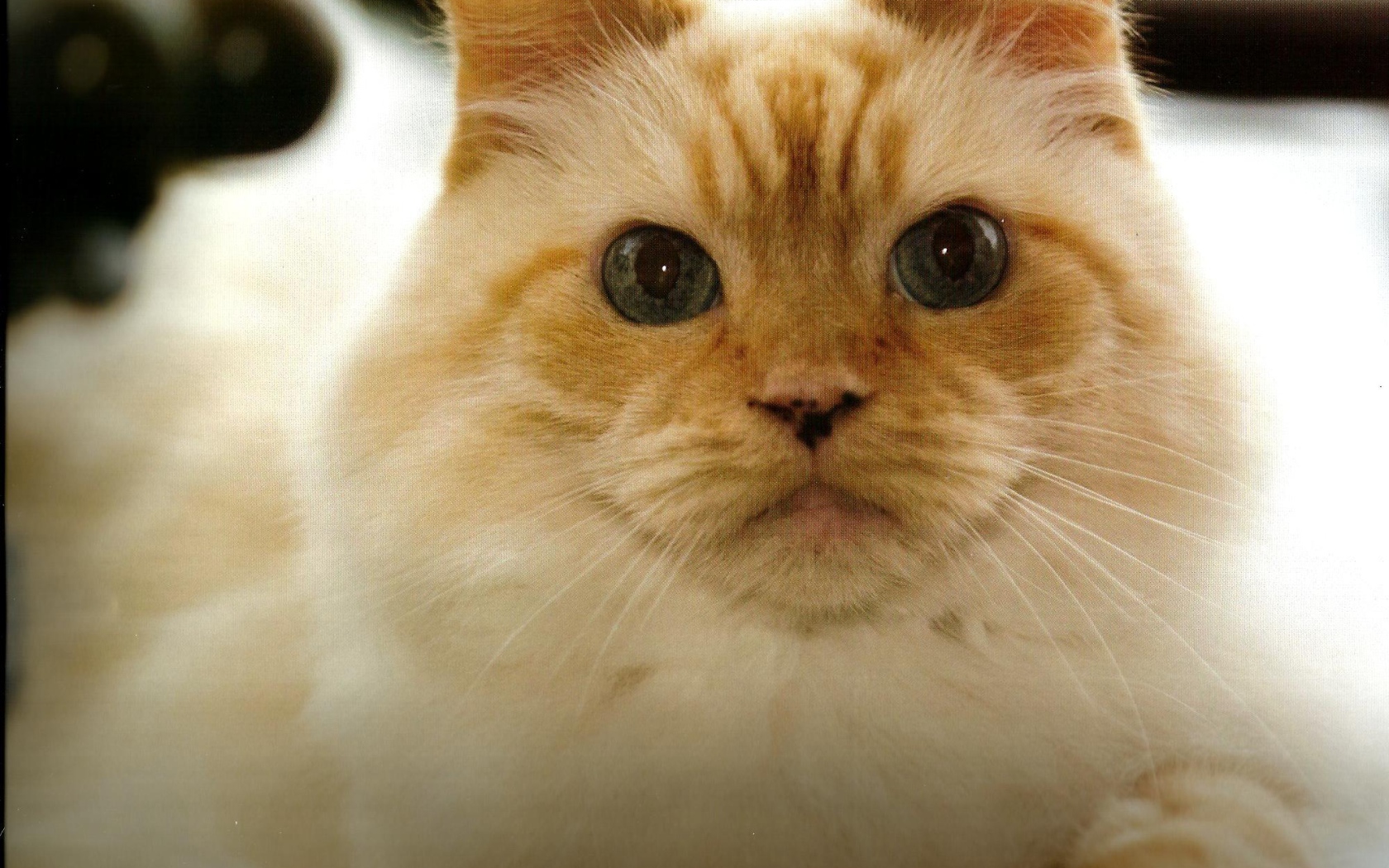 Рыжая гималайская кошка