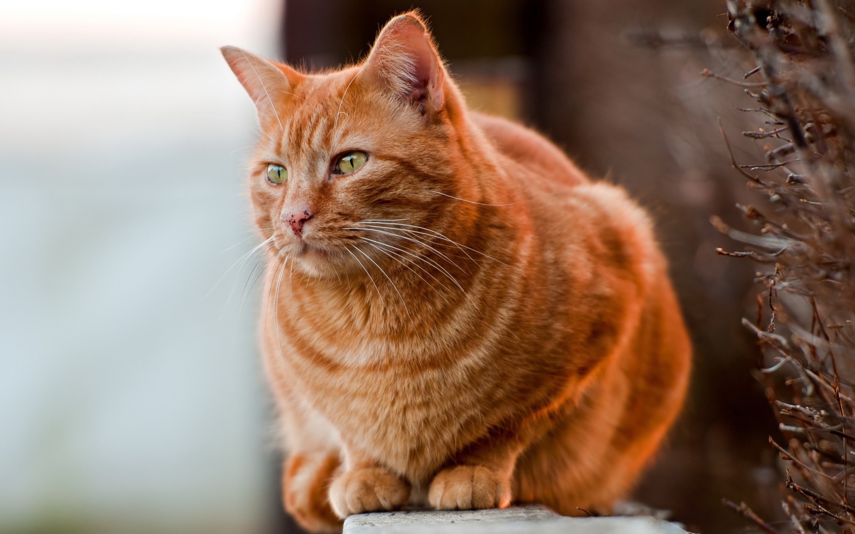 Рыжий жирный кот