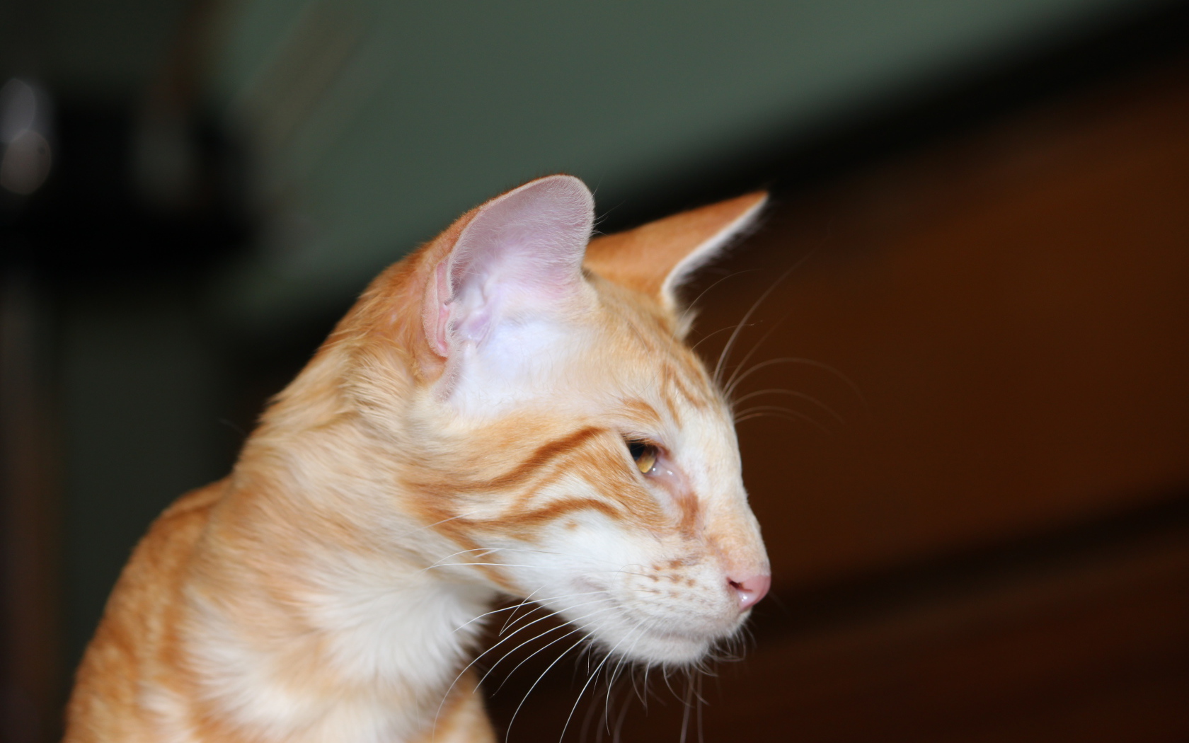 Рыжая мордочка ориентальной длинношерстной кошки