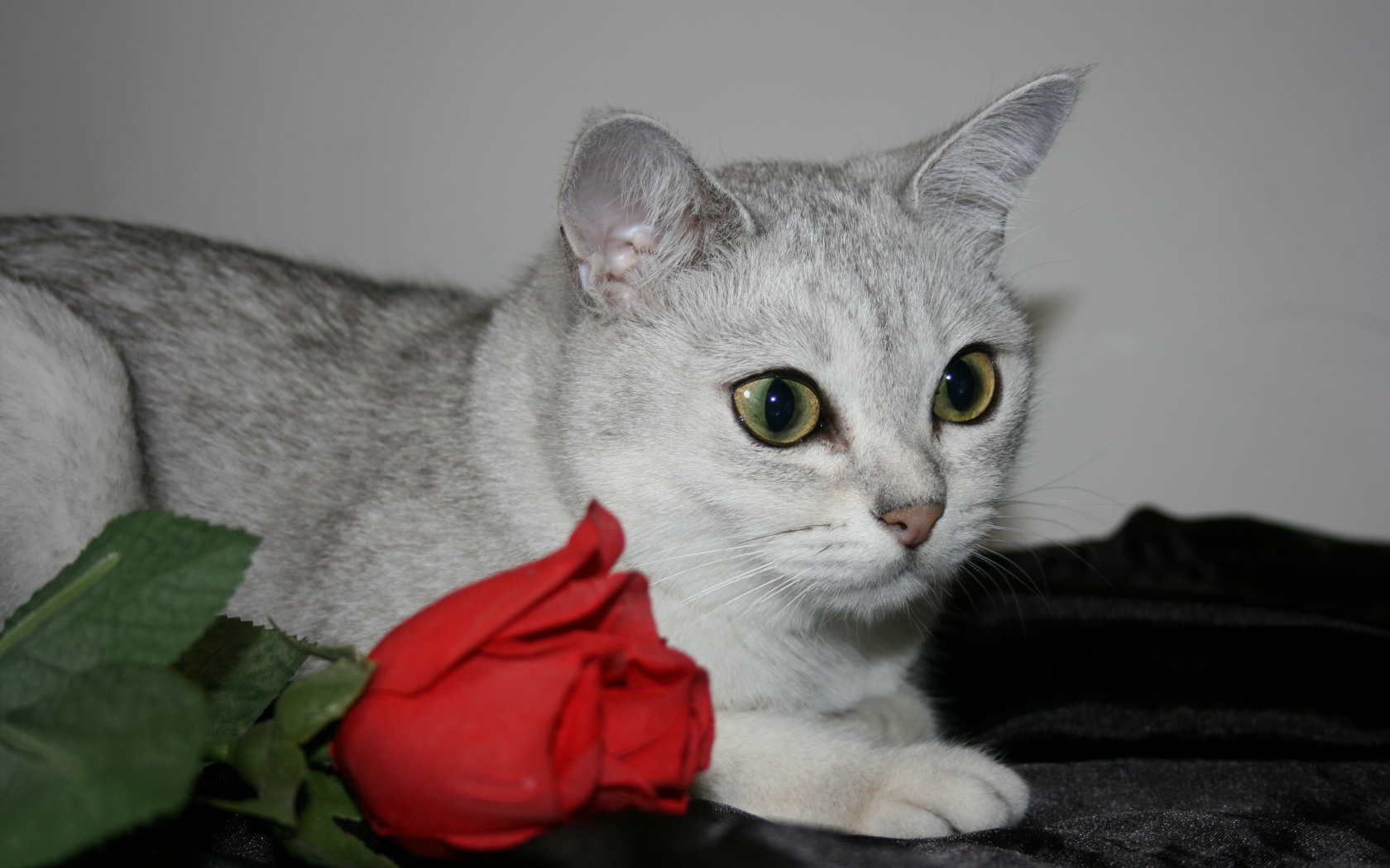 Роза и бурмилла