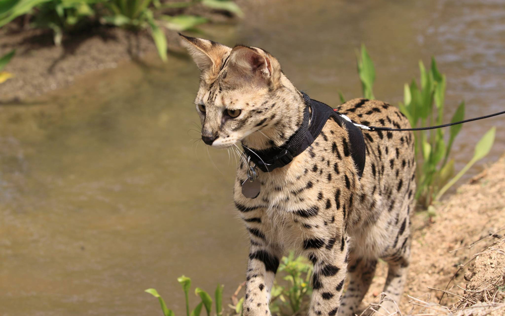 Саванна на поводке