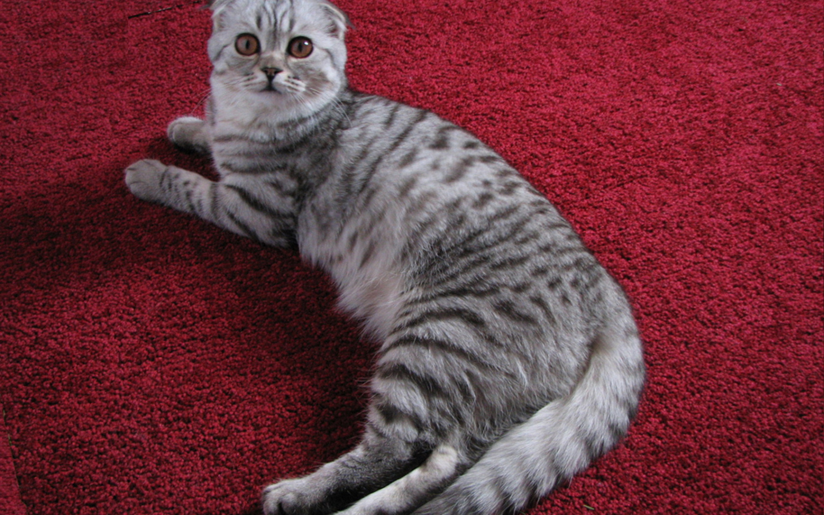 Шотландская кошка на ковре