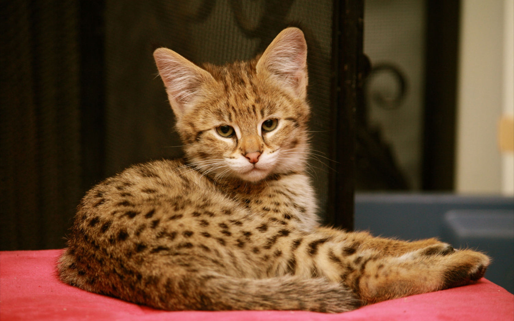 Серьезный котенок саванна