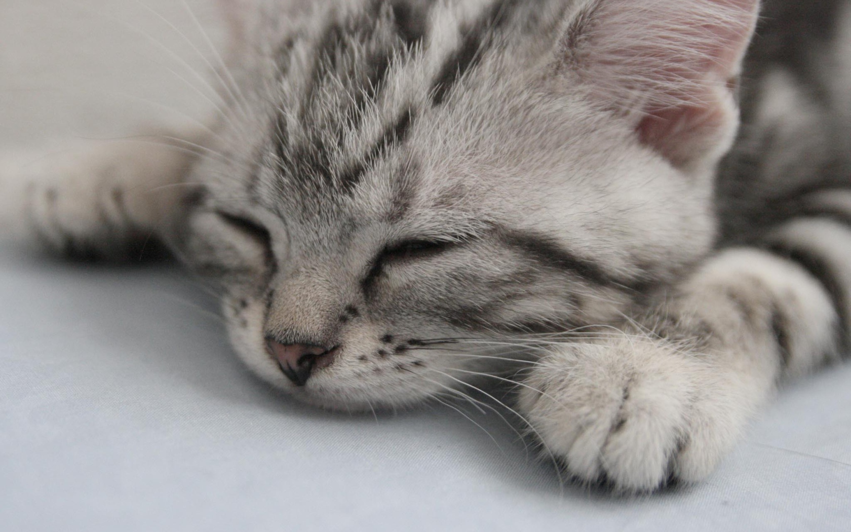 Спящий котенок американской жесткошерстной кошки