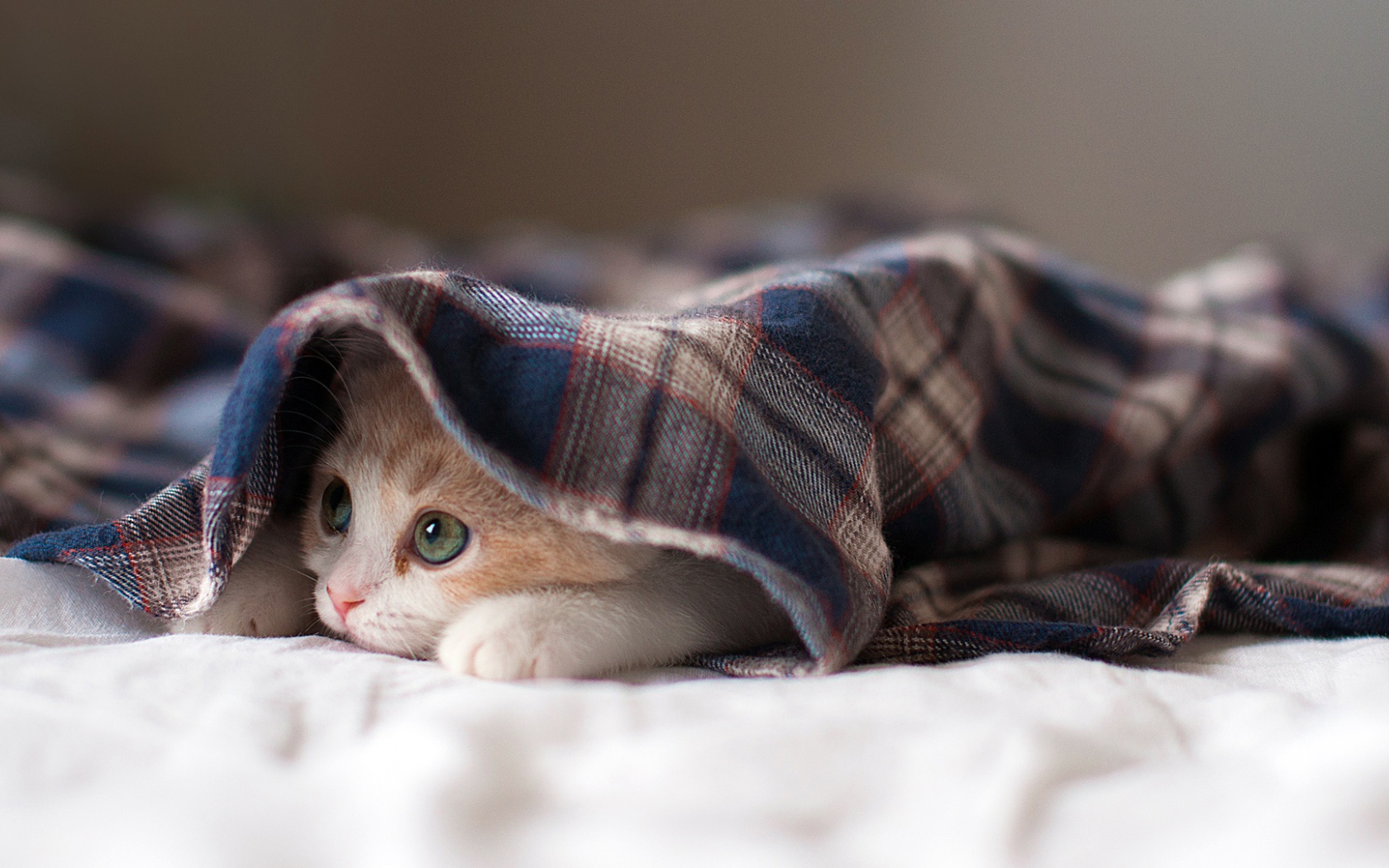 Спящая кошка