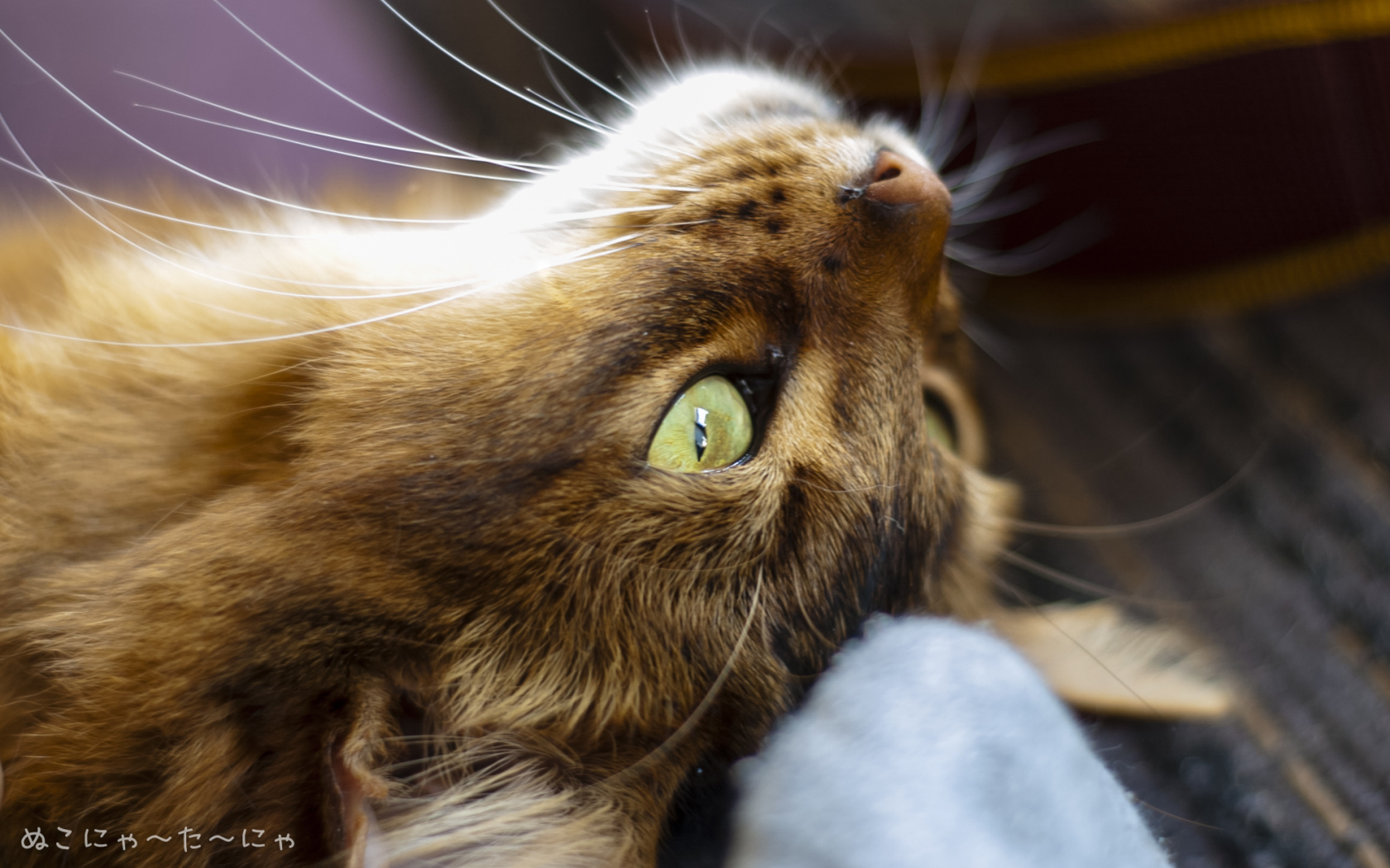 Сомалийская кошка на спине