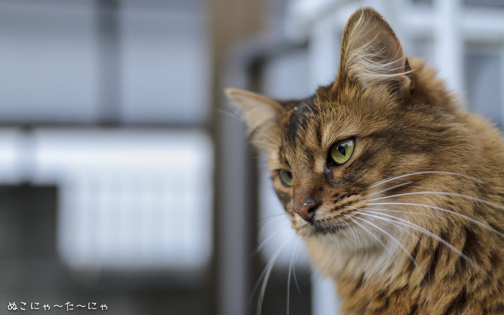 Строгая сомалийская кошка