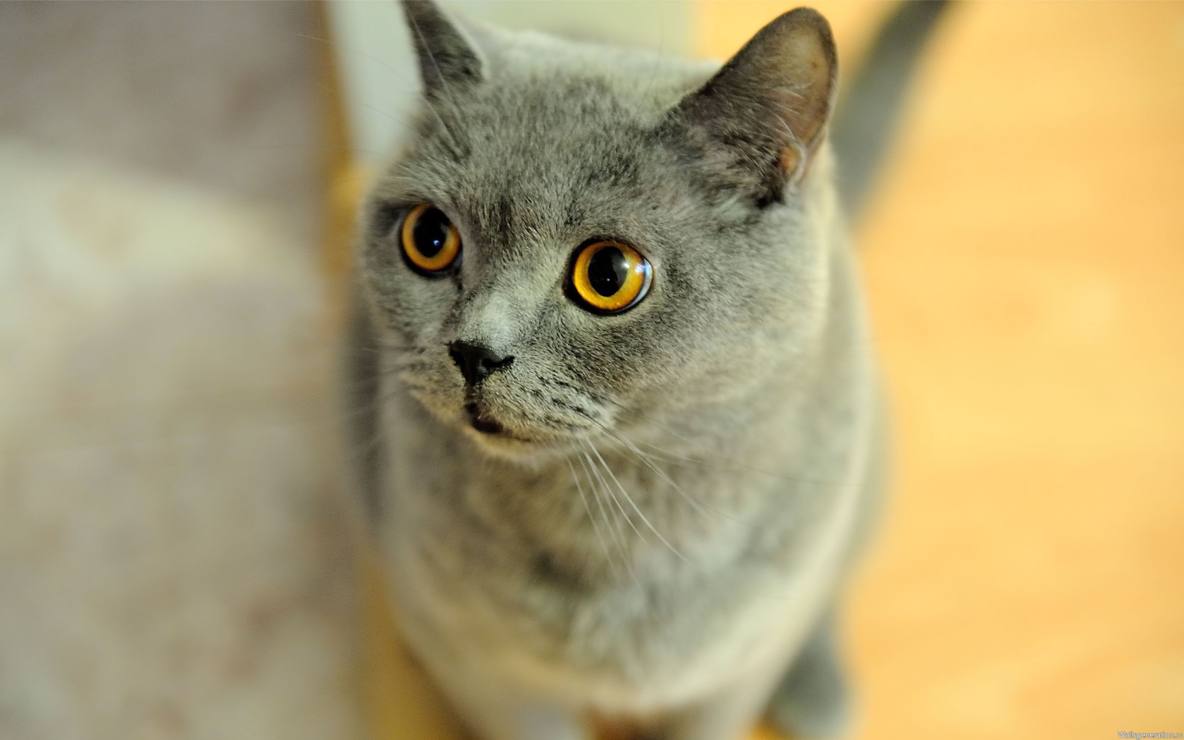 Удивленная британская короткошерстная кошка