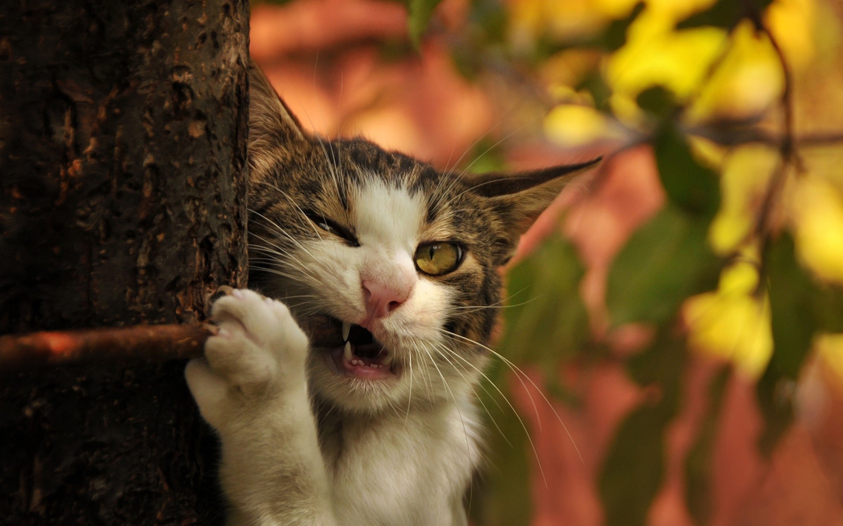 Кот грызет палку