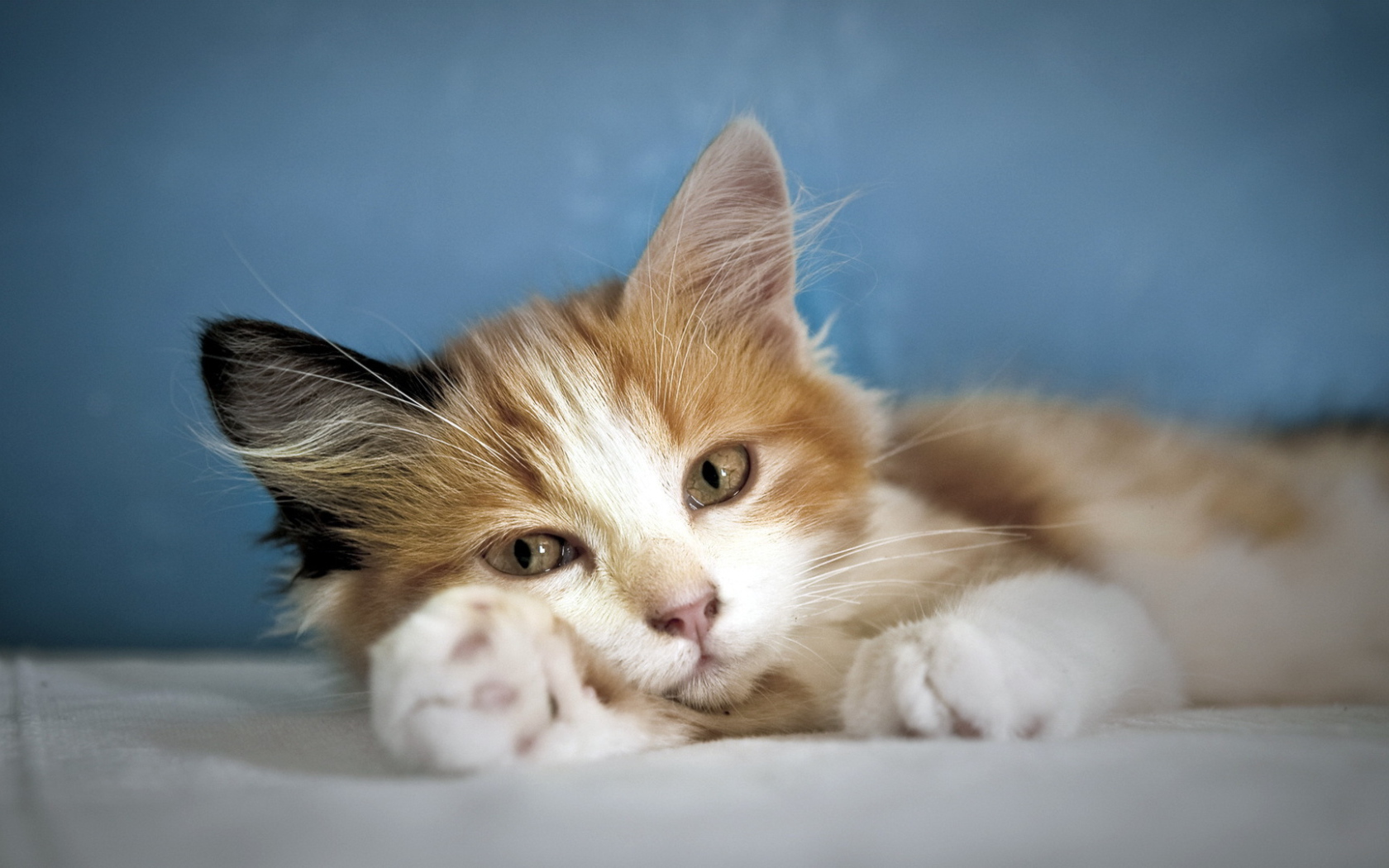 Кошка лежит на лапе