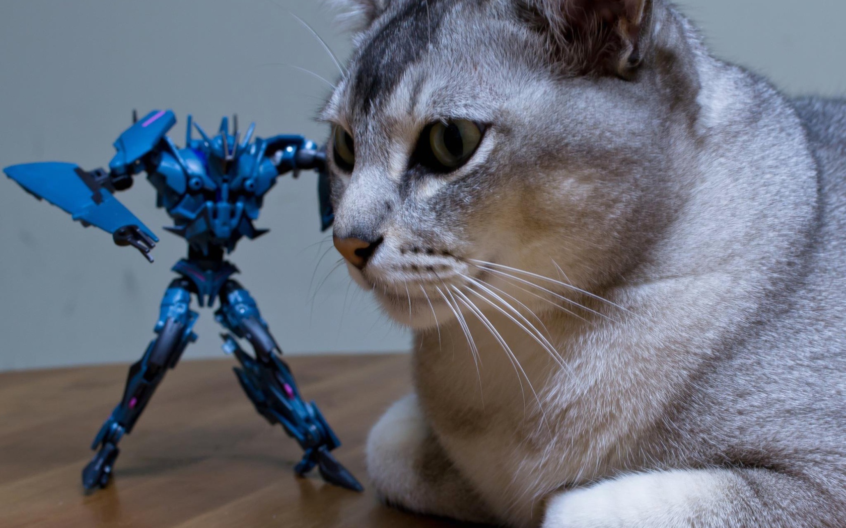 Игрушка атакует кошку бурмилла