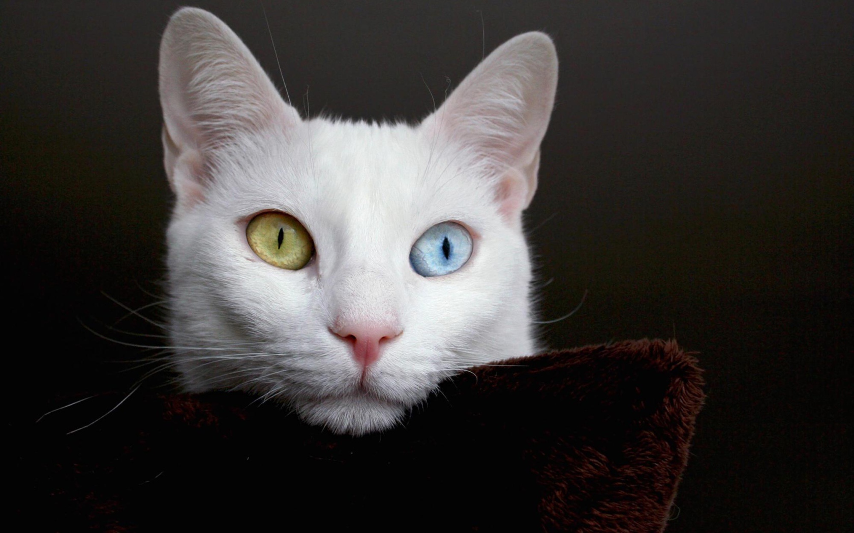 Мордочка кота турецкая ангора