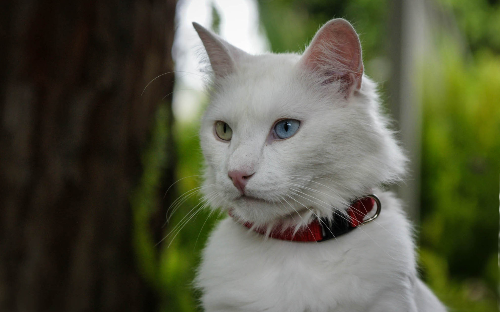 Кот турецкая ангора в ошейнике