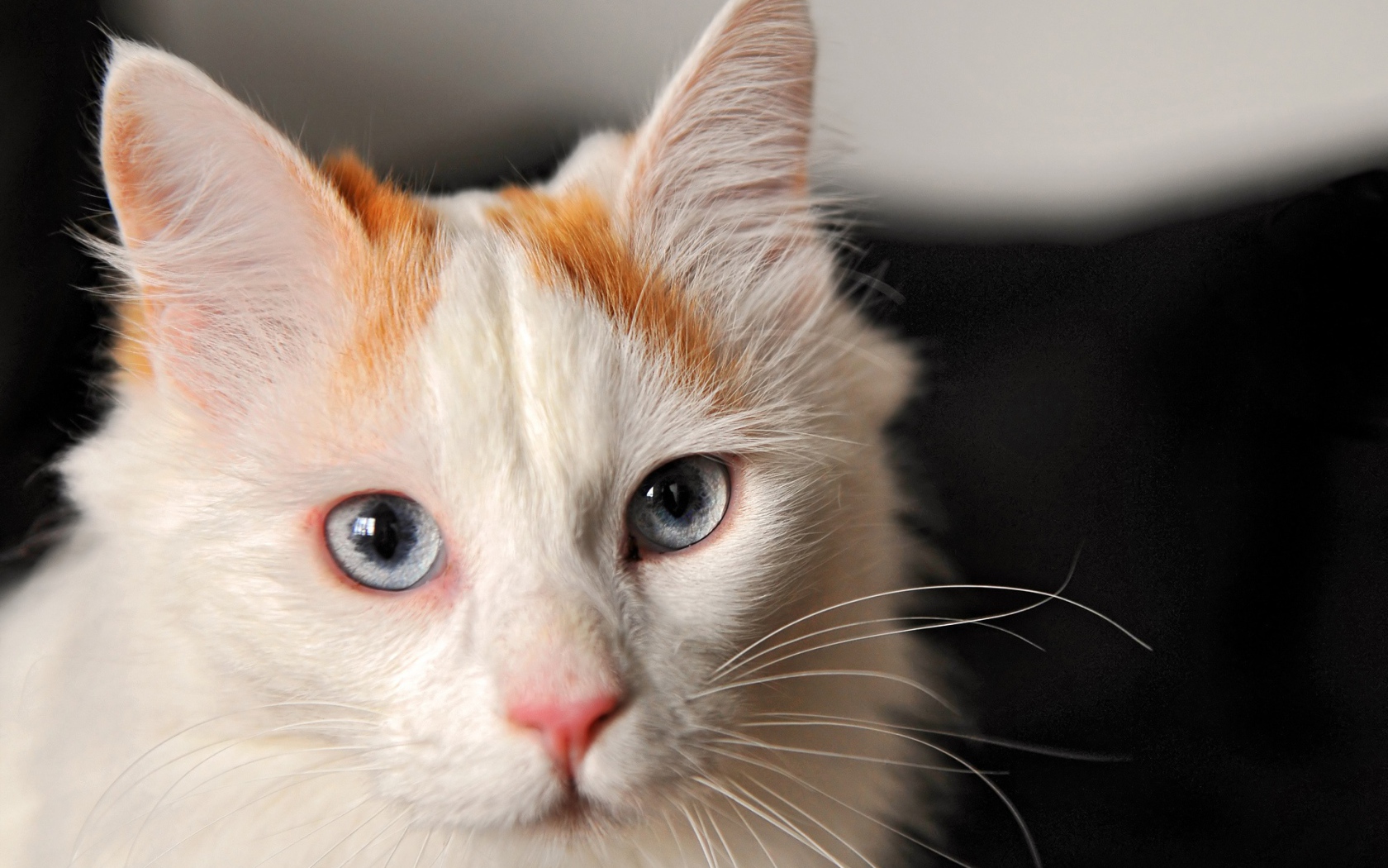 Котенок турецкий ван