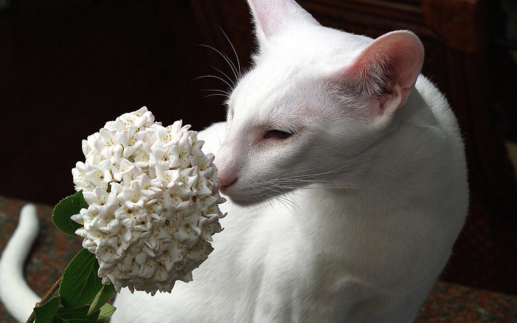 Белая ориентальная короткошерстная кошка