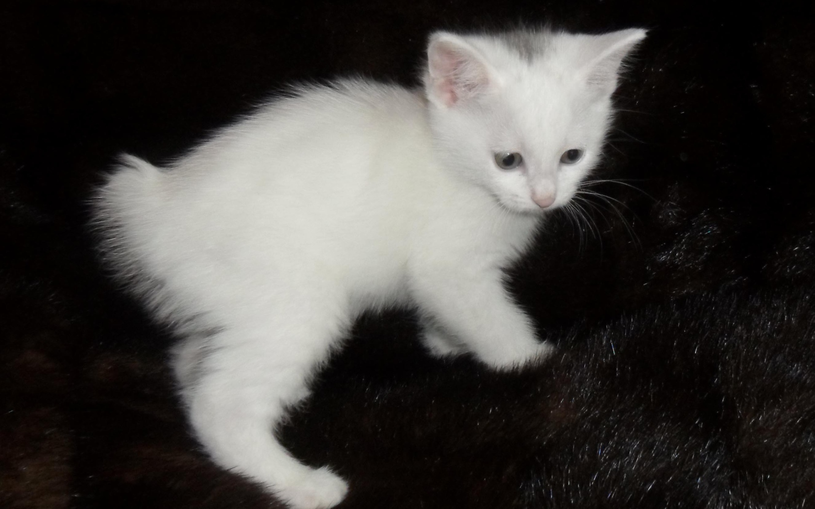 Белый котенок курильского бобтейла