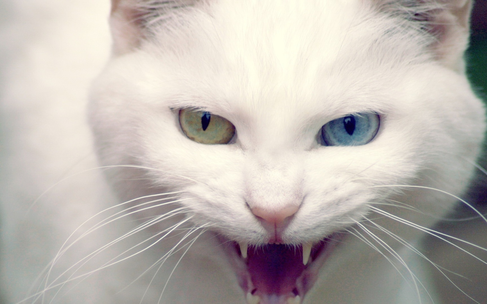 Дикий белый кот