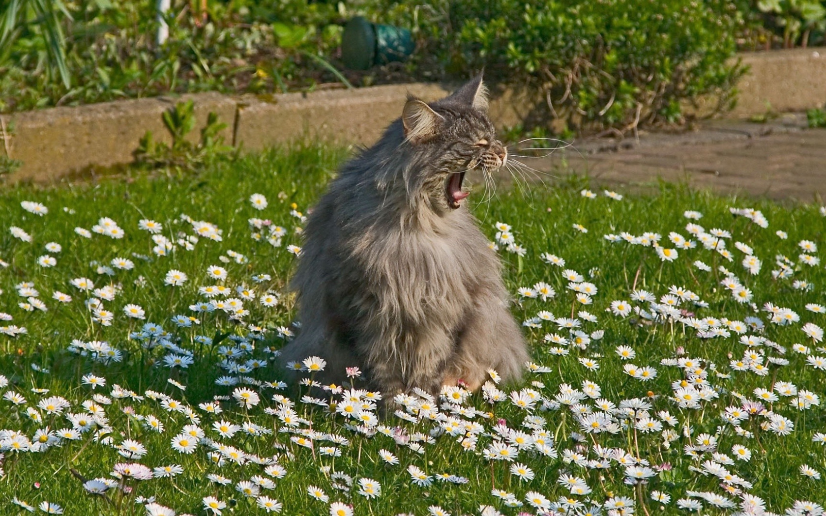 Кот зовет свою подругу