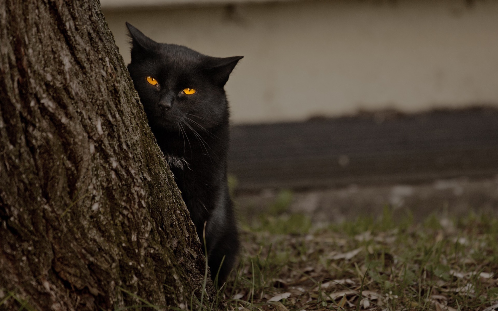 Черный кот за деревом