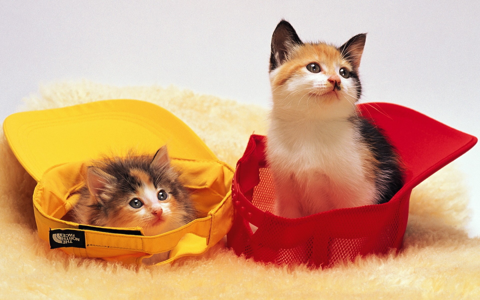 Котята в кепках