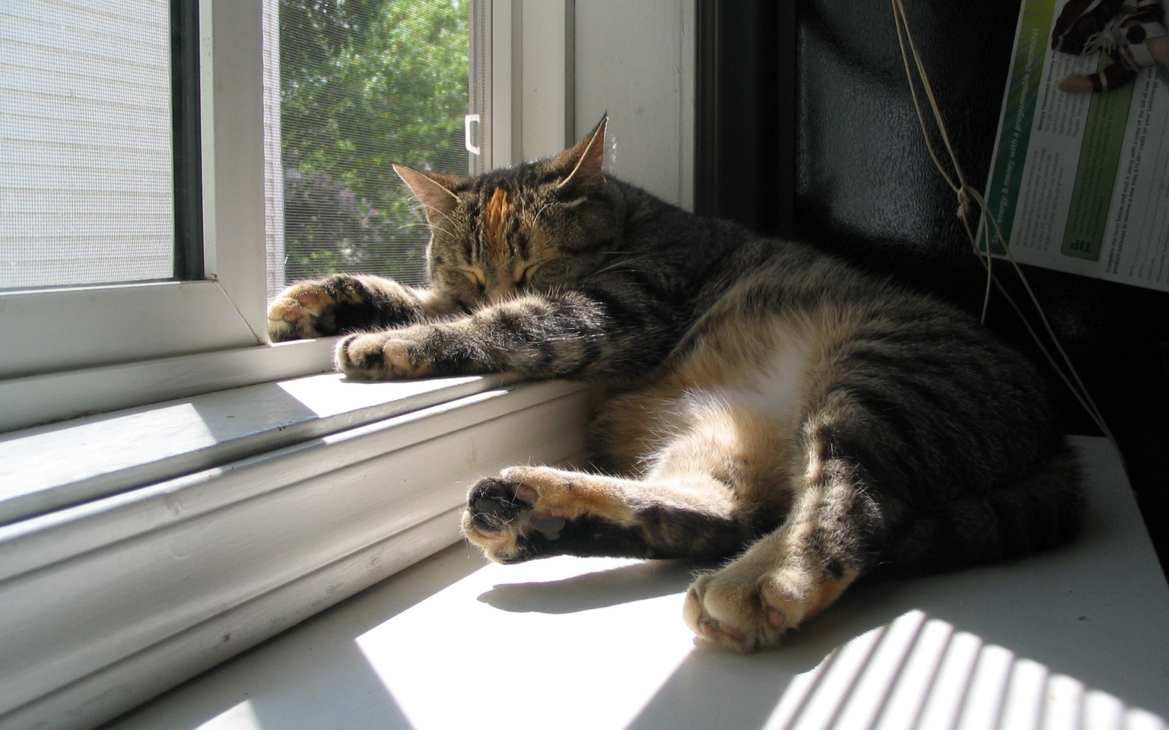 Кот спит у окна