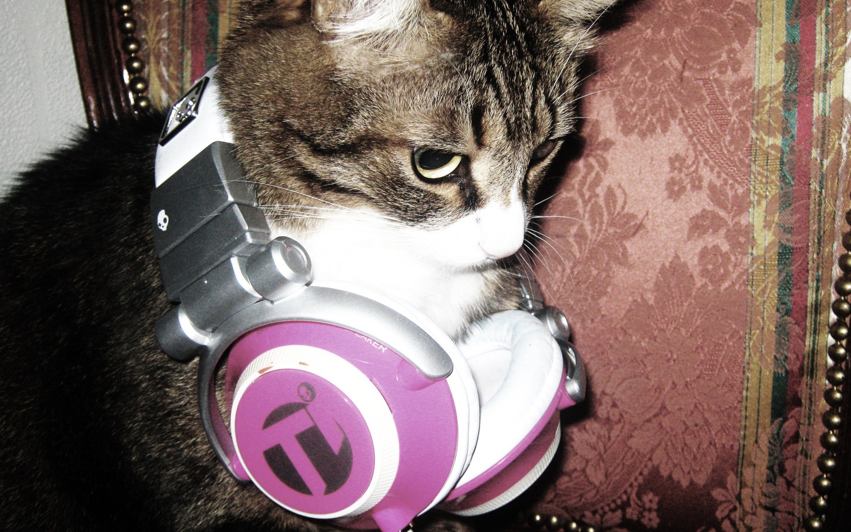 Кот с наушниками