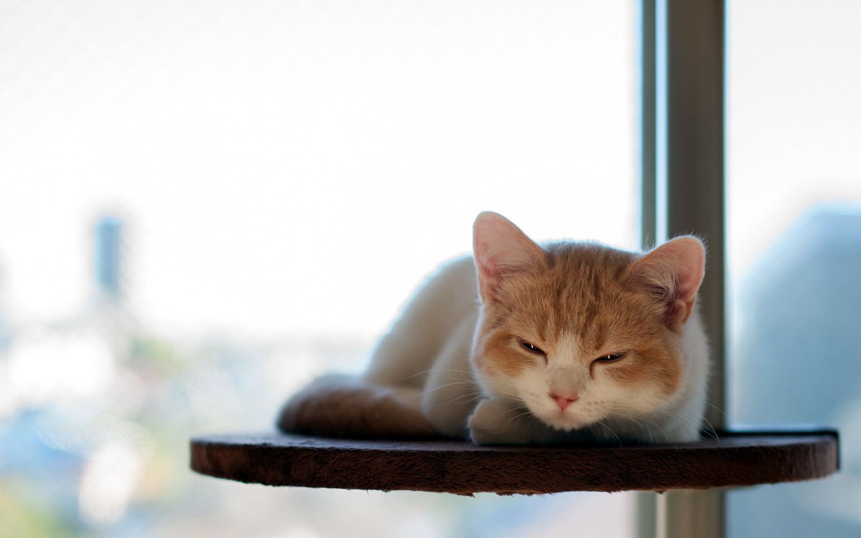 Котенок отдыхает на полке