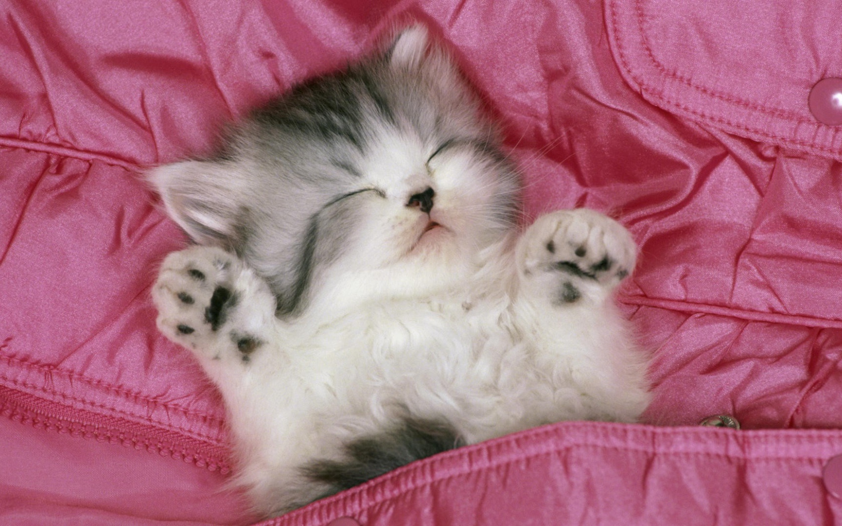 Котенок спит вверх лапами