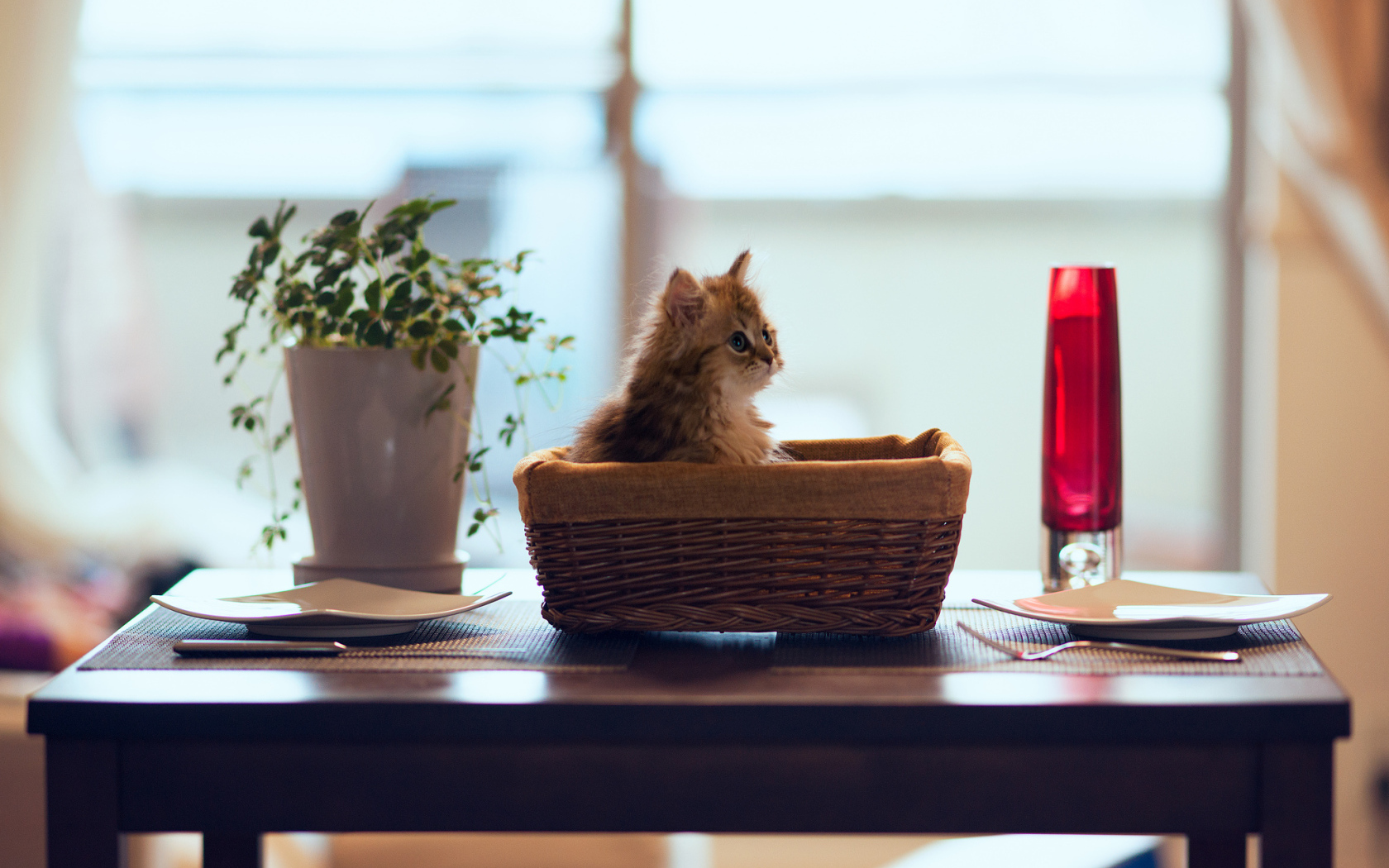 Натюрморт с котенком