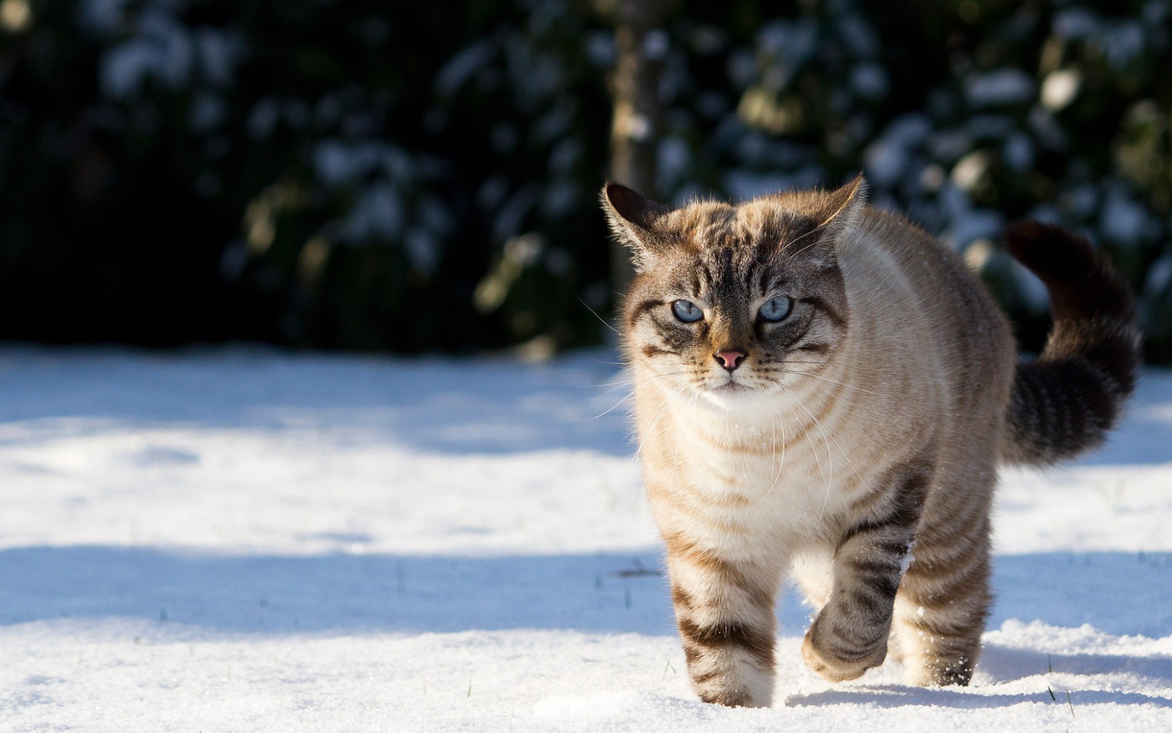 Кот гуляет по снегу