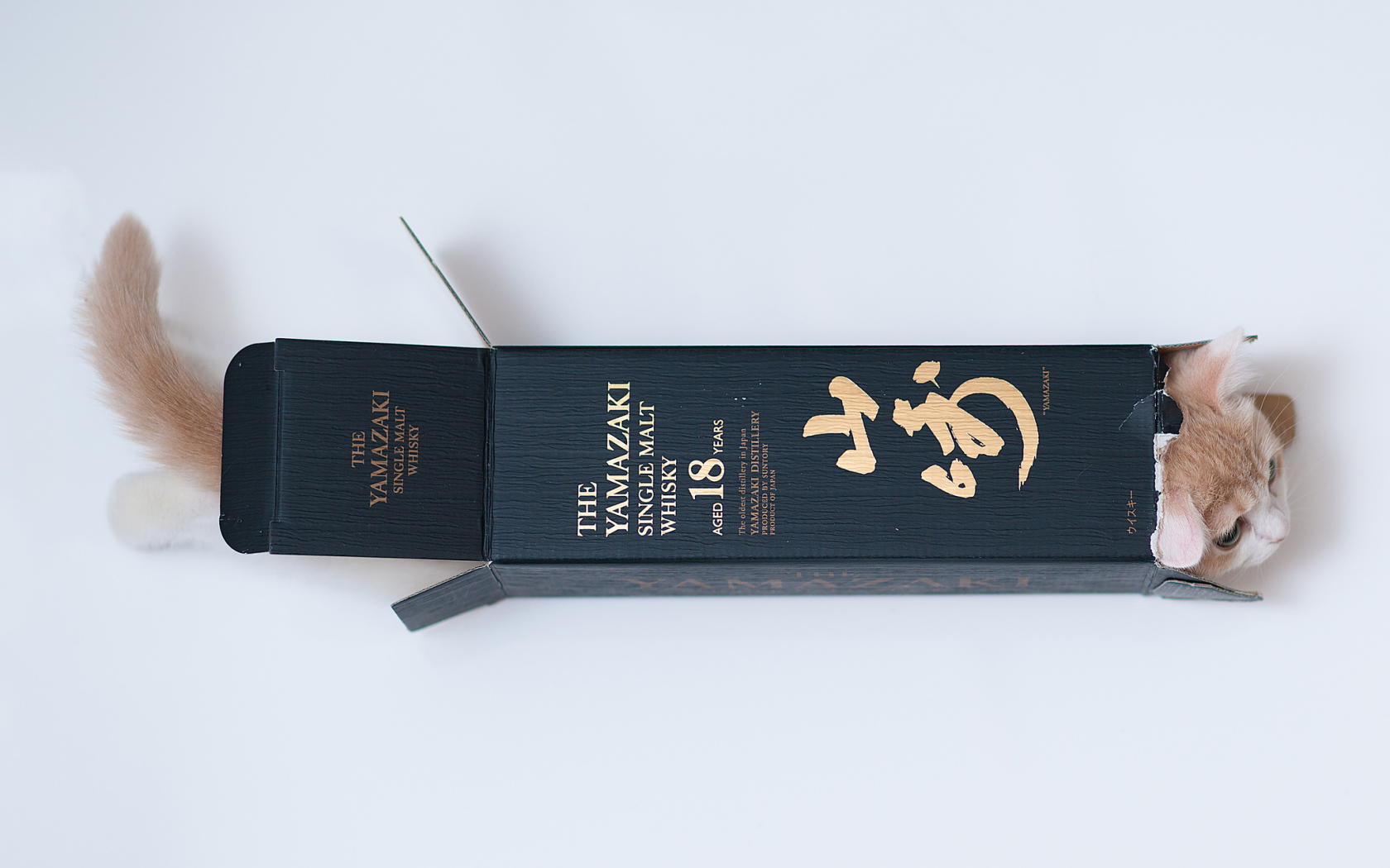 Котенок залез в коробку