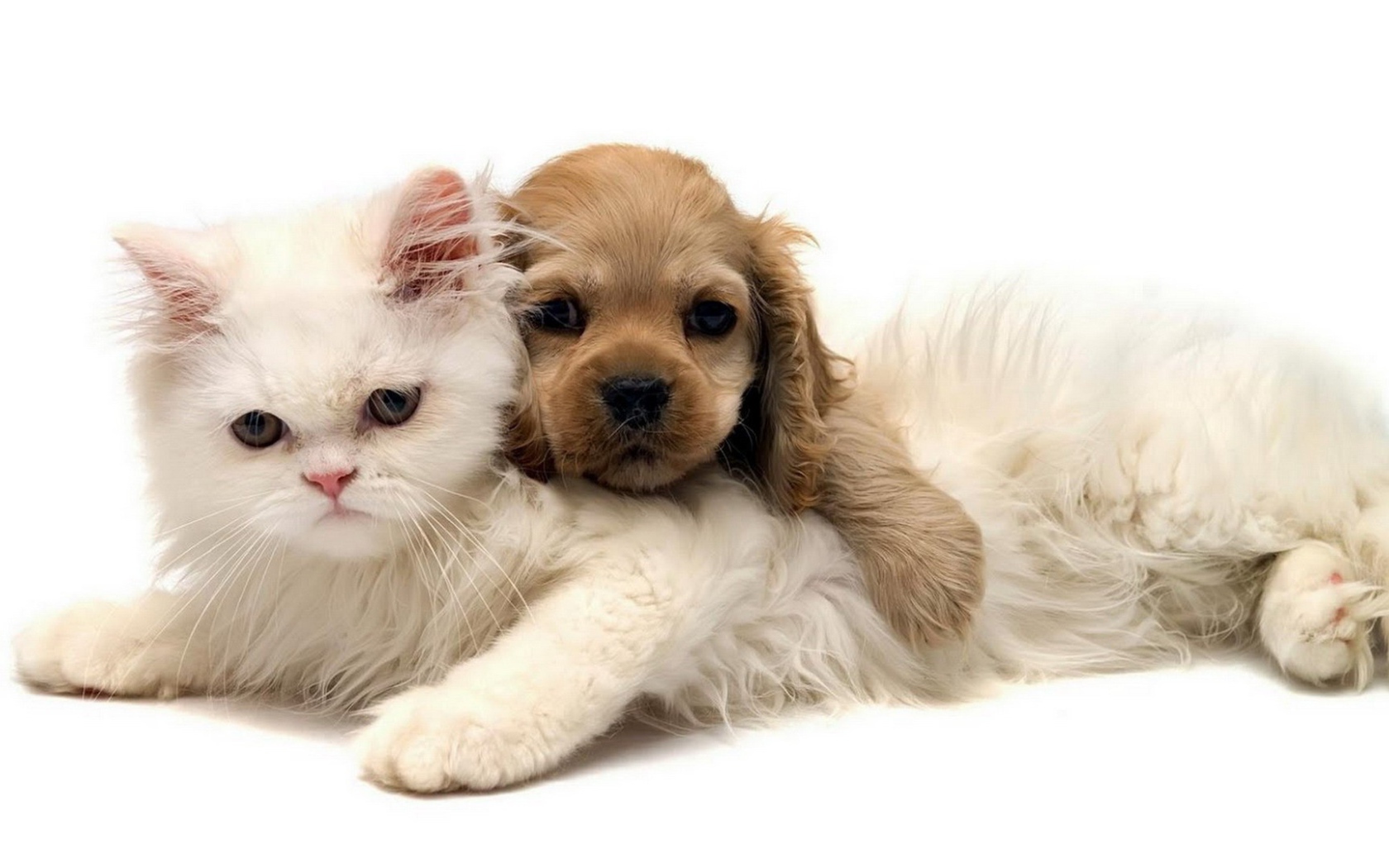 Белый кот и щенок