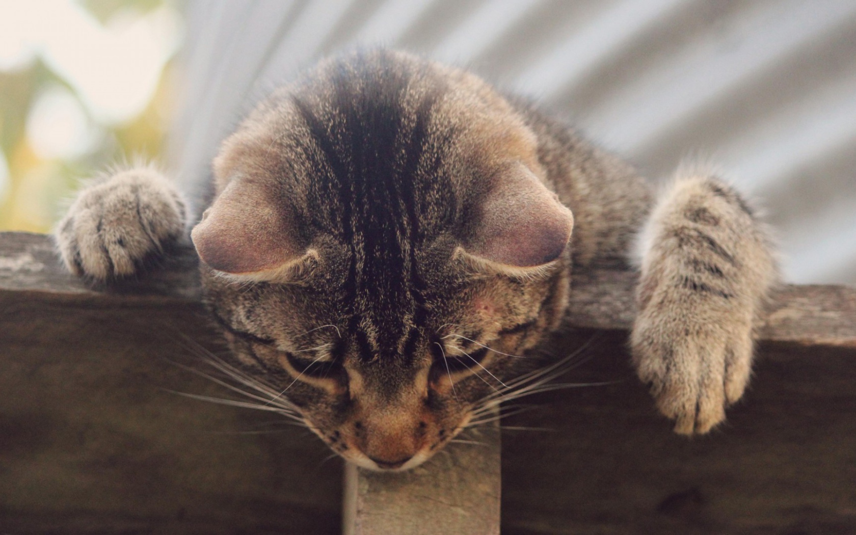 Кот наблюдатель