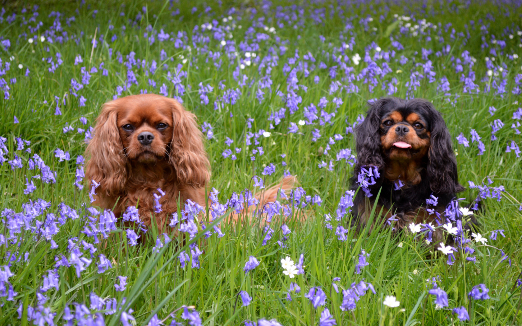 Парочка собак кавалер кинг чарльз спаниель в траве