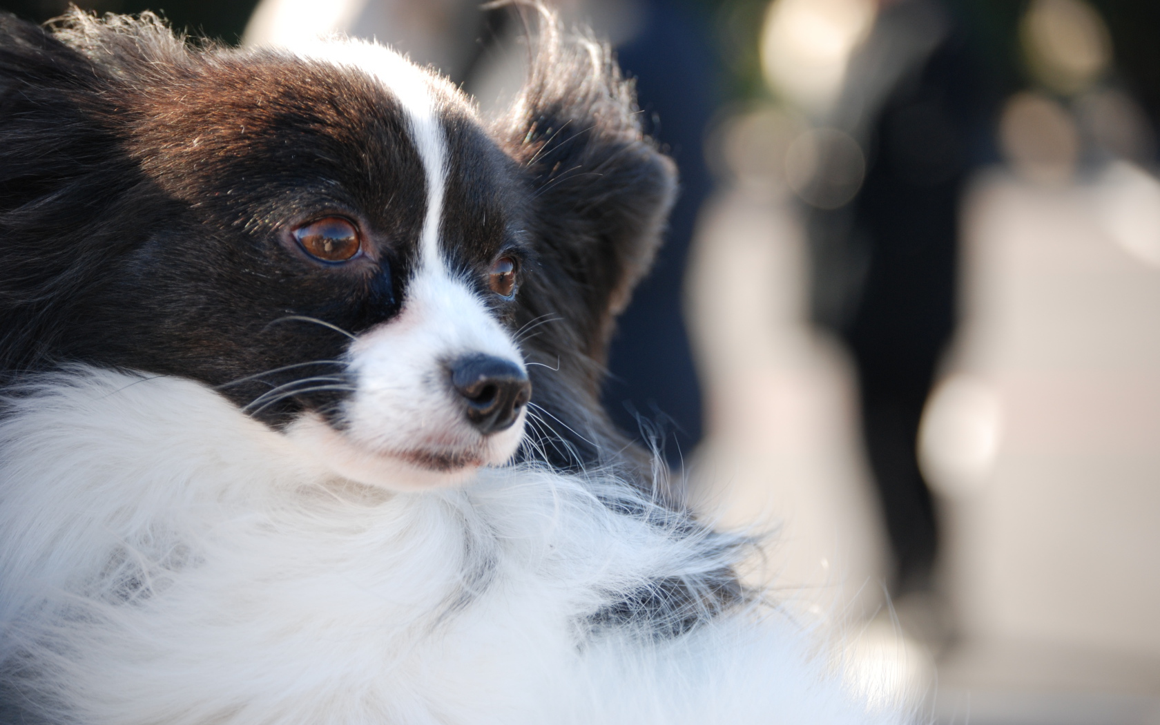 Немного грустный папильон