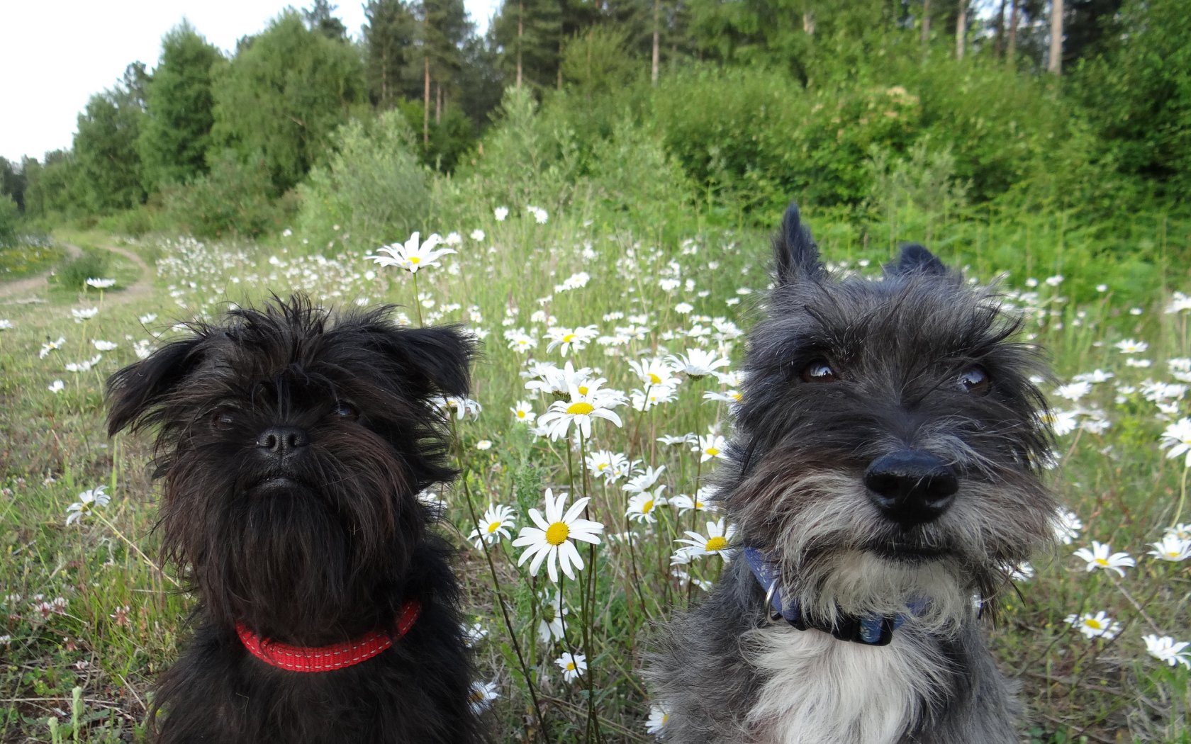 Аффенпинчеры среди ромашек