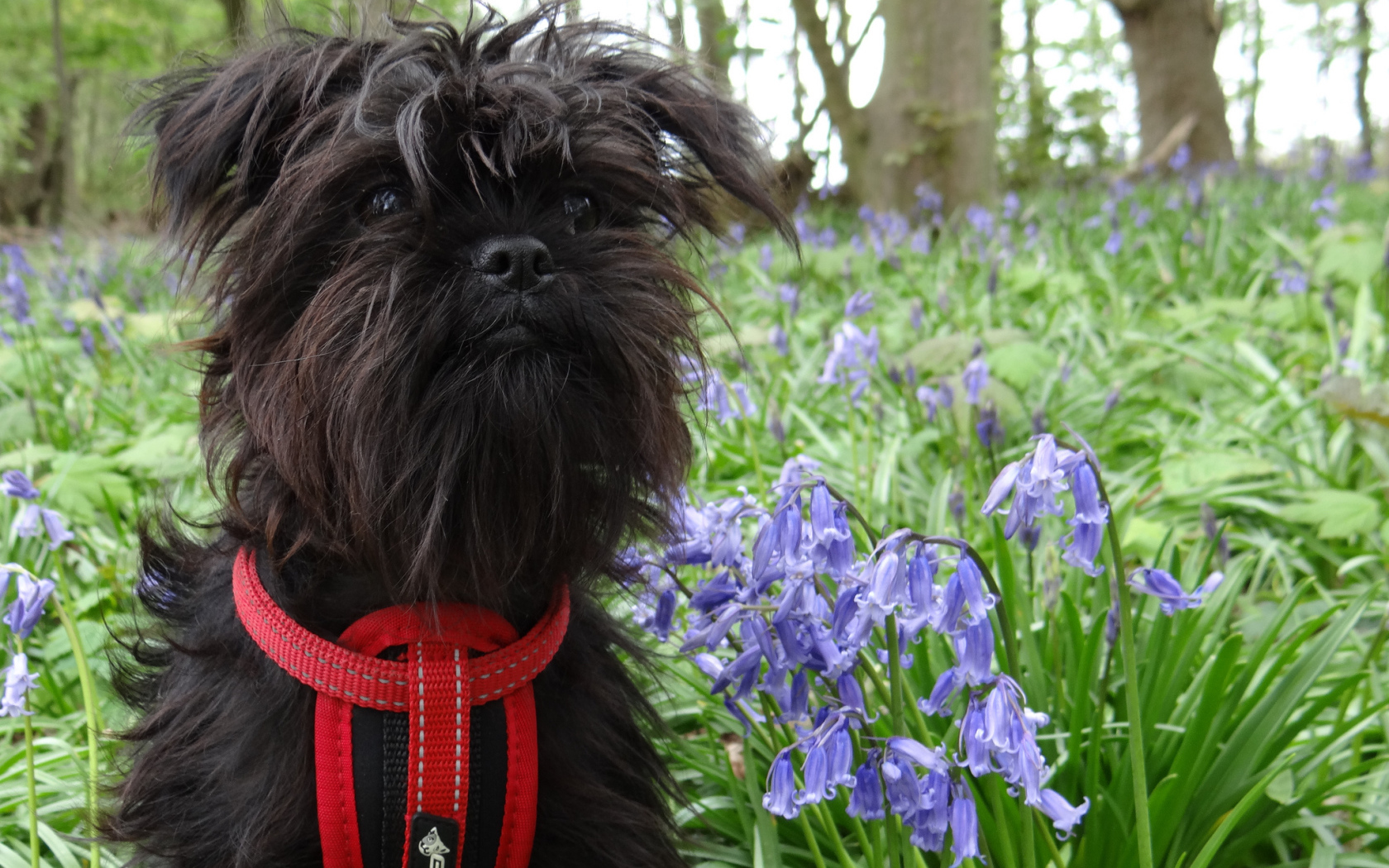 Аффенпинчер в цветах