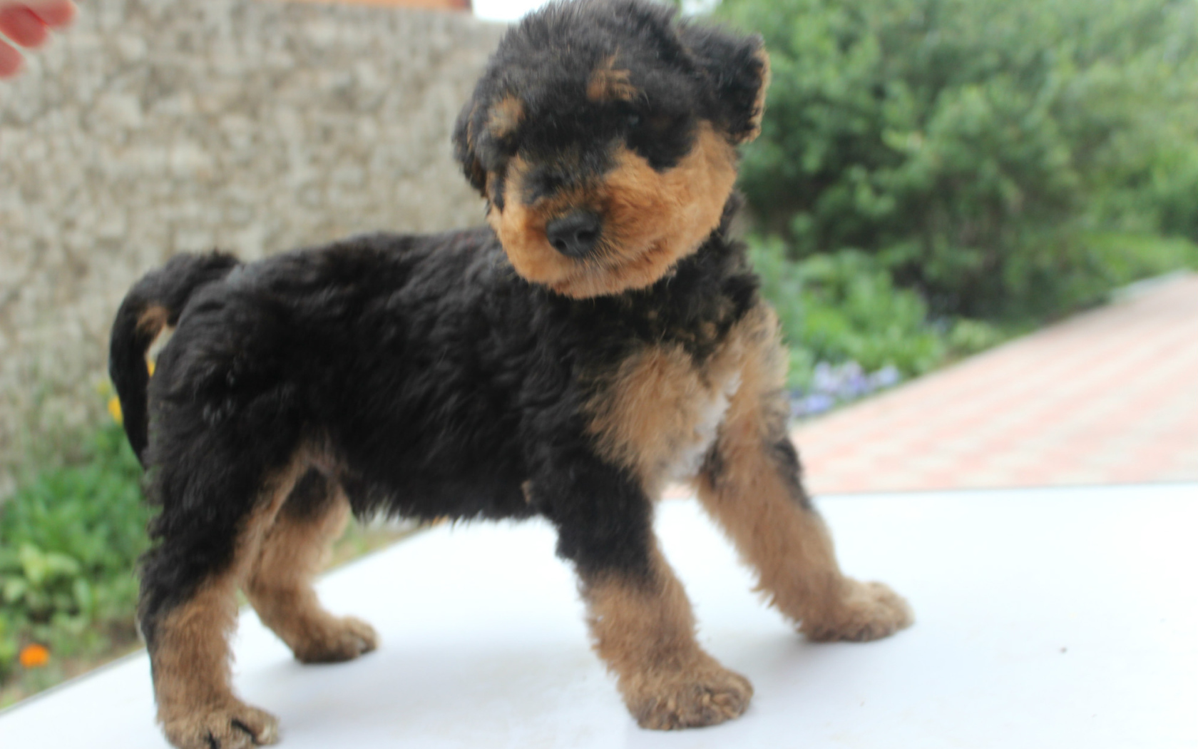 Щенок эрдельтерьера