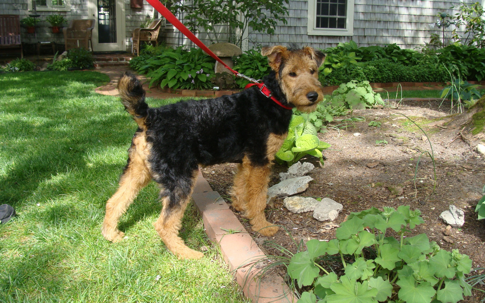 Щенок эрдельтерьера на прогулке