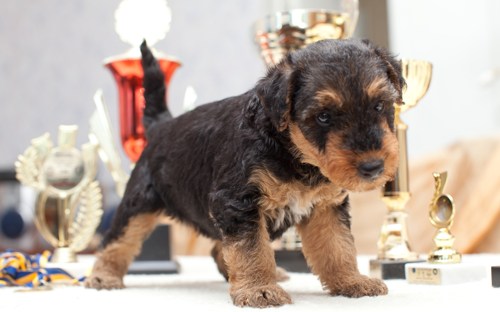 Щенок эрдельтерьера учится ходить