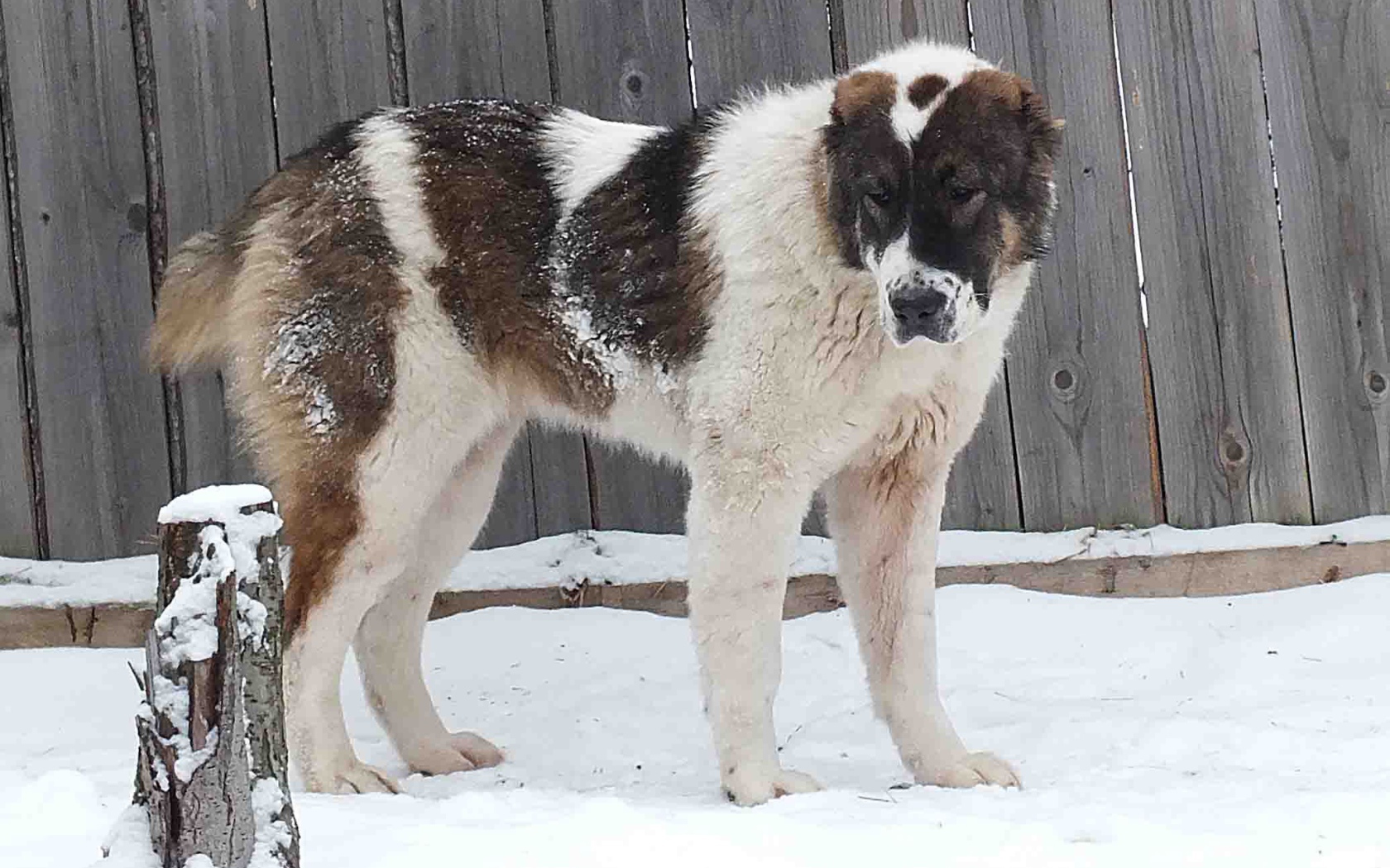 Алабай у забора