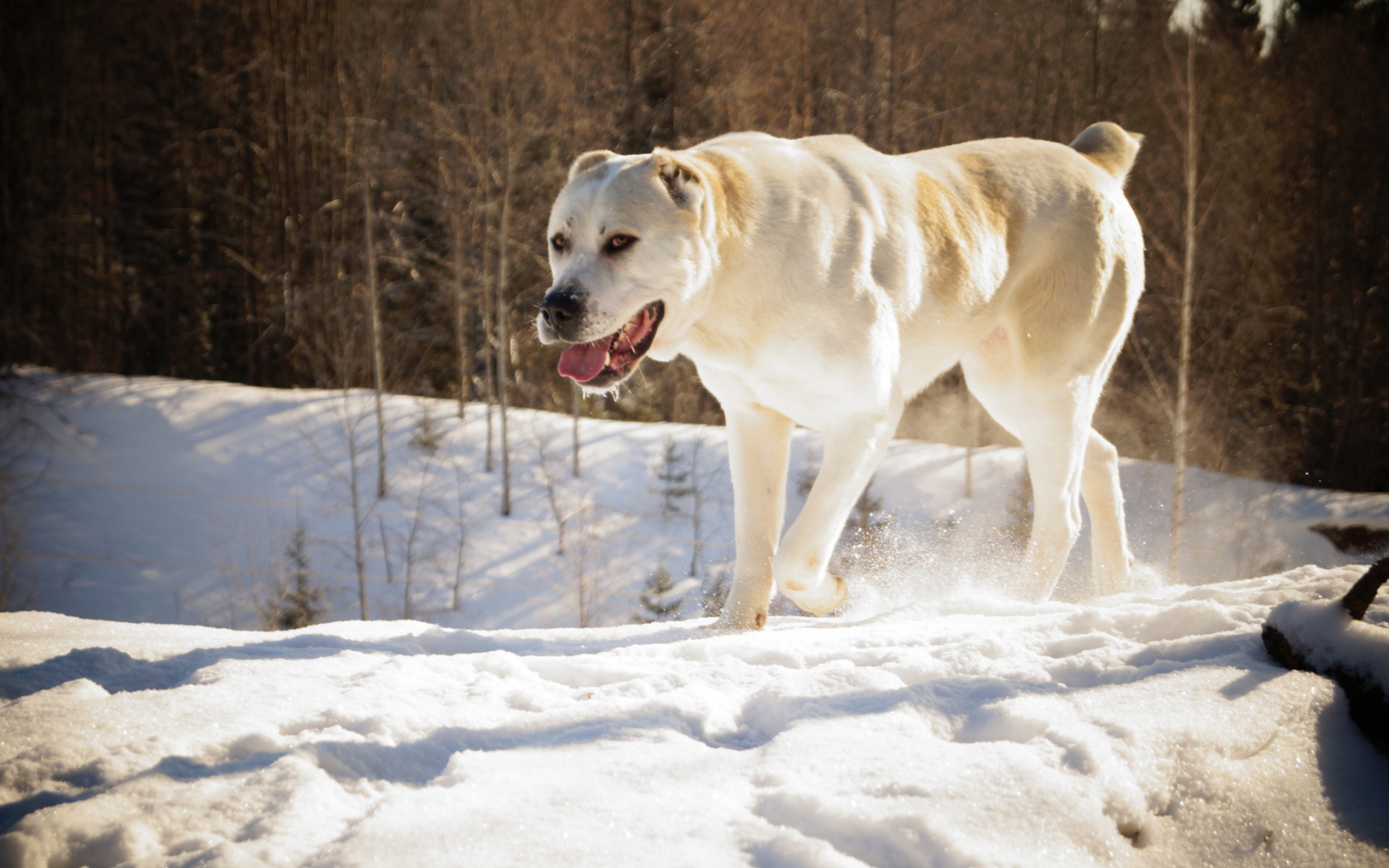 Алабай в зимнем лесу