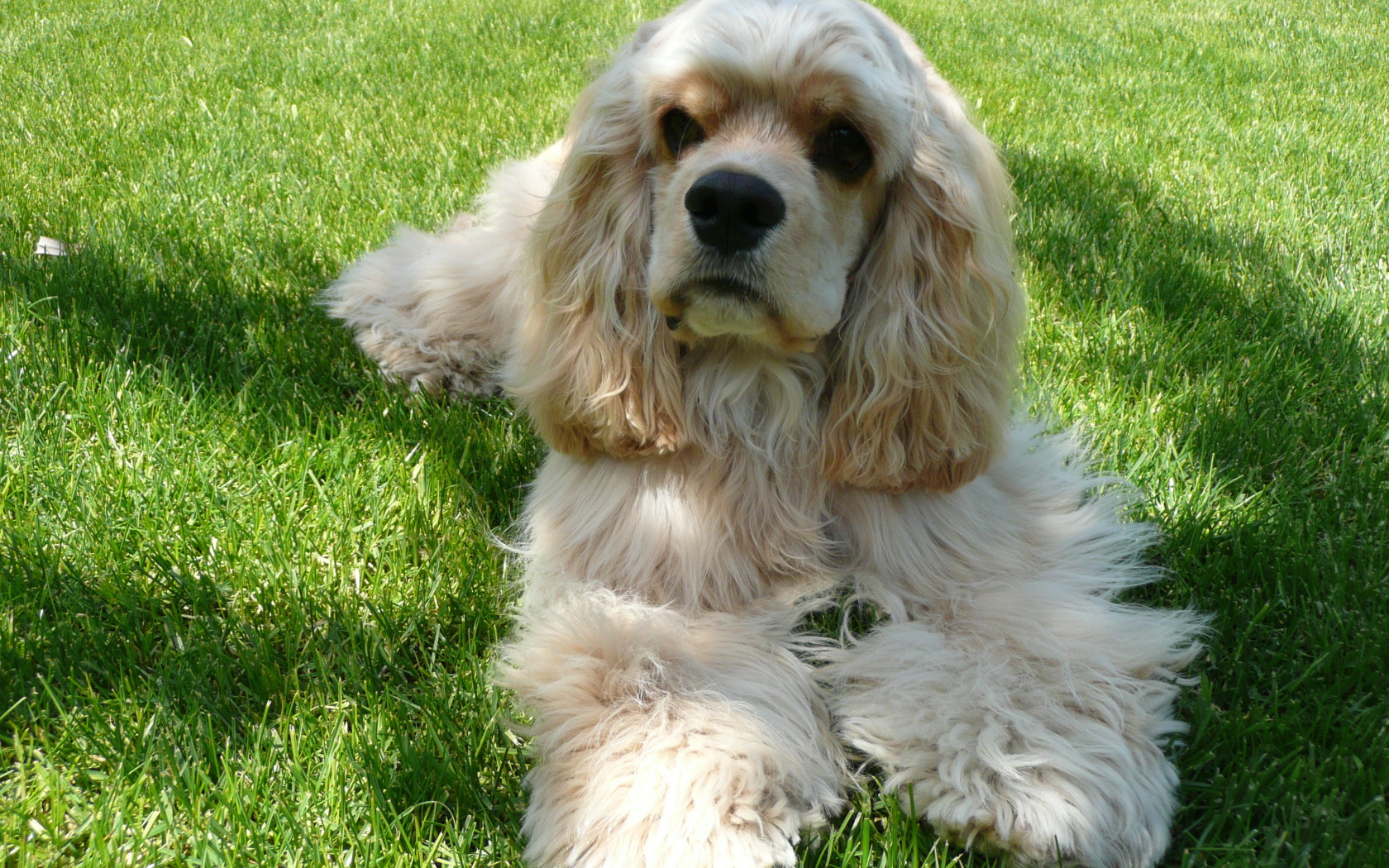 Американский кокер спаниель лежит на траве