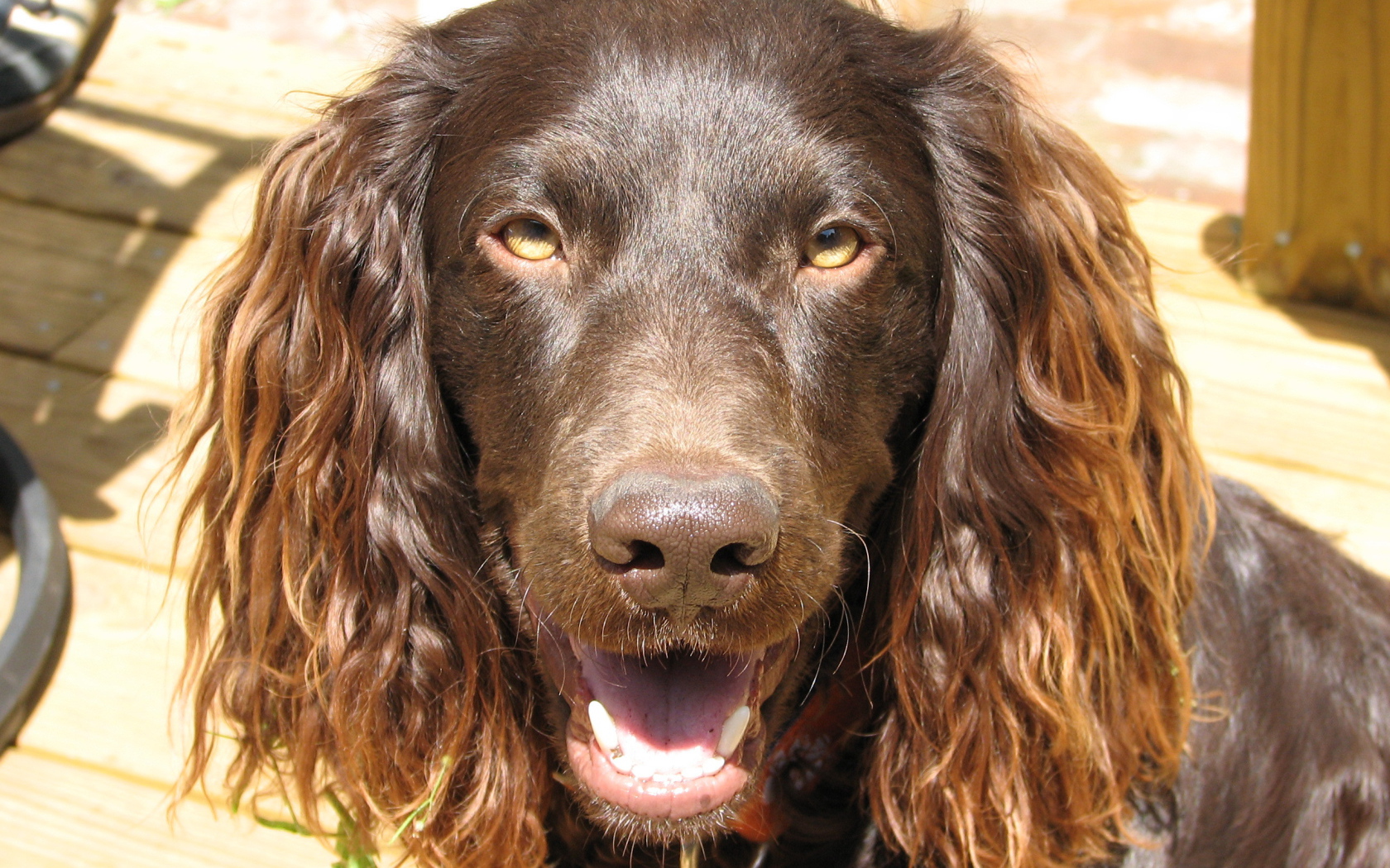 Американский водяной спаниель