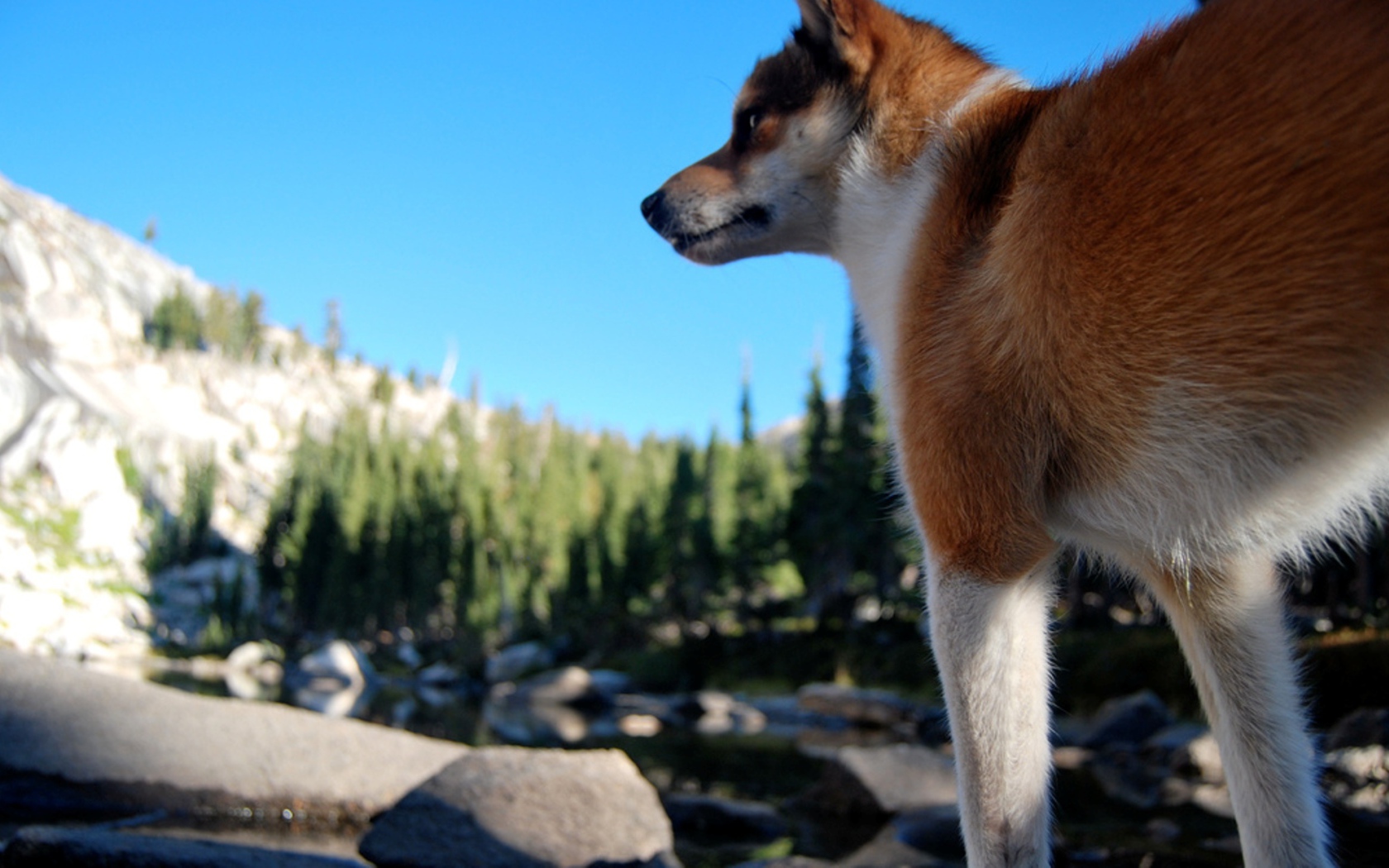 Рыжий норвежский лундехунд