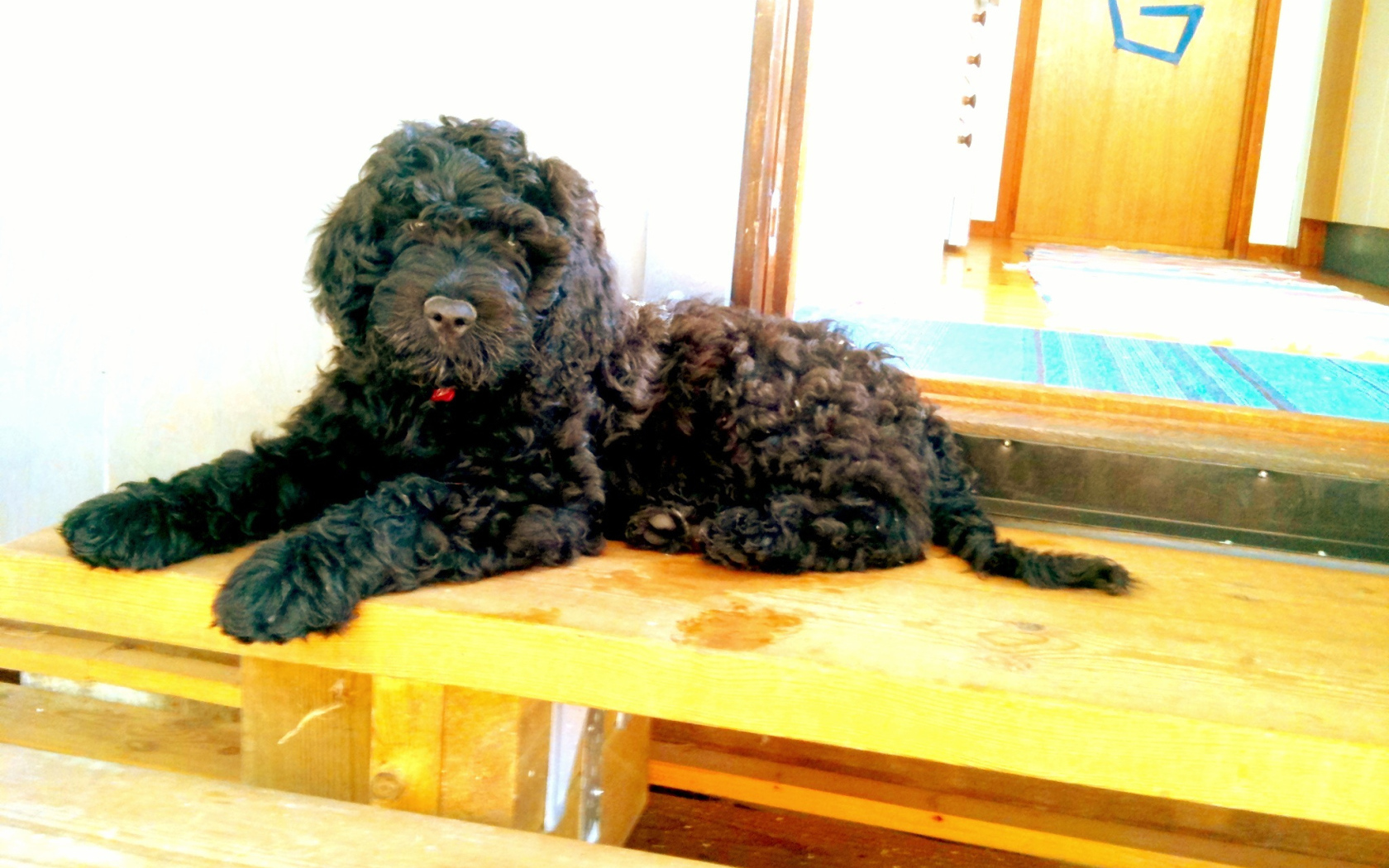 Барбет лежит на пороге