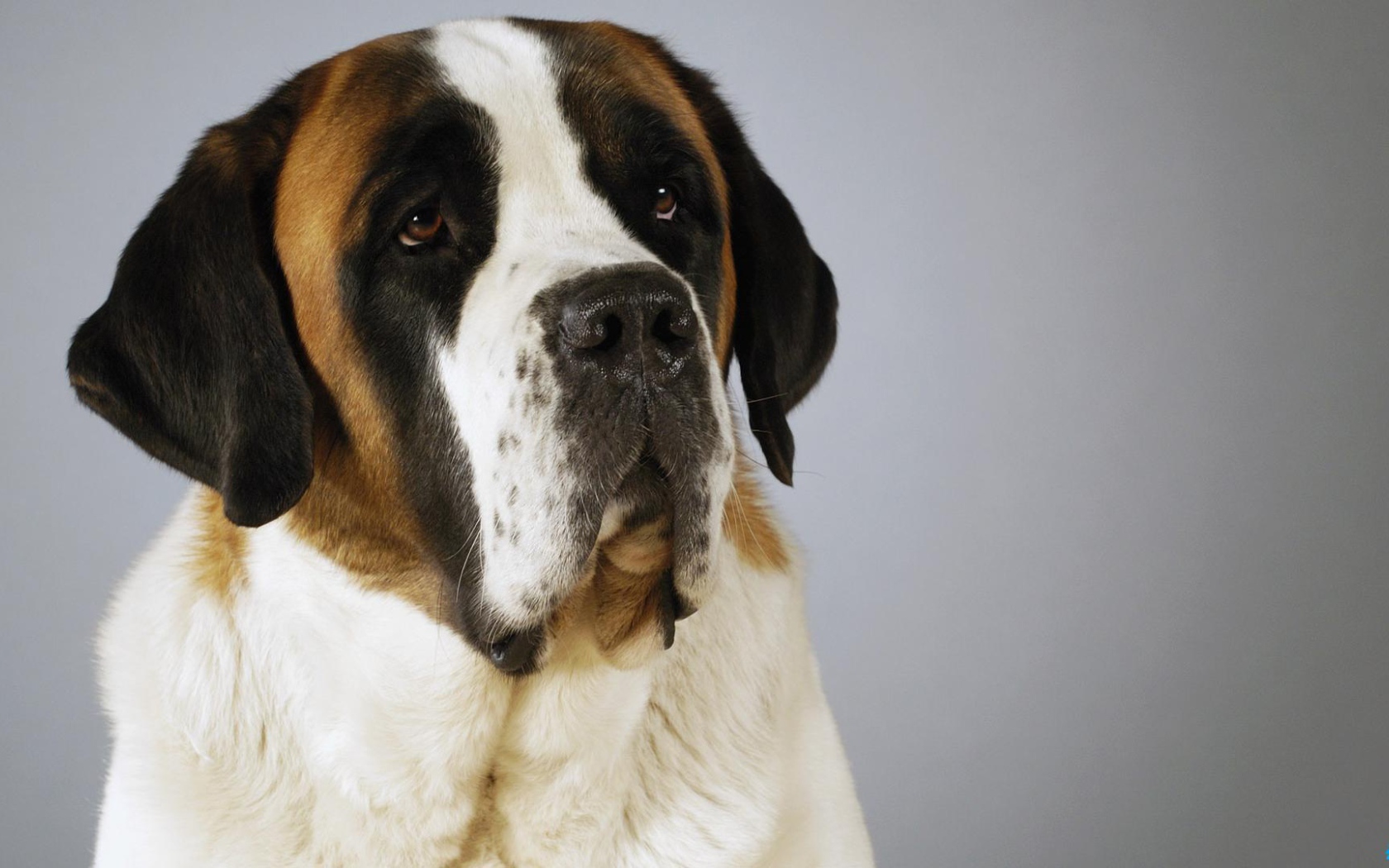 Красивый пес сенбернар