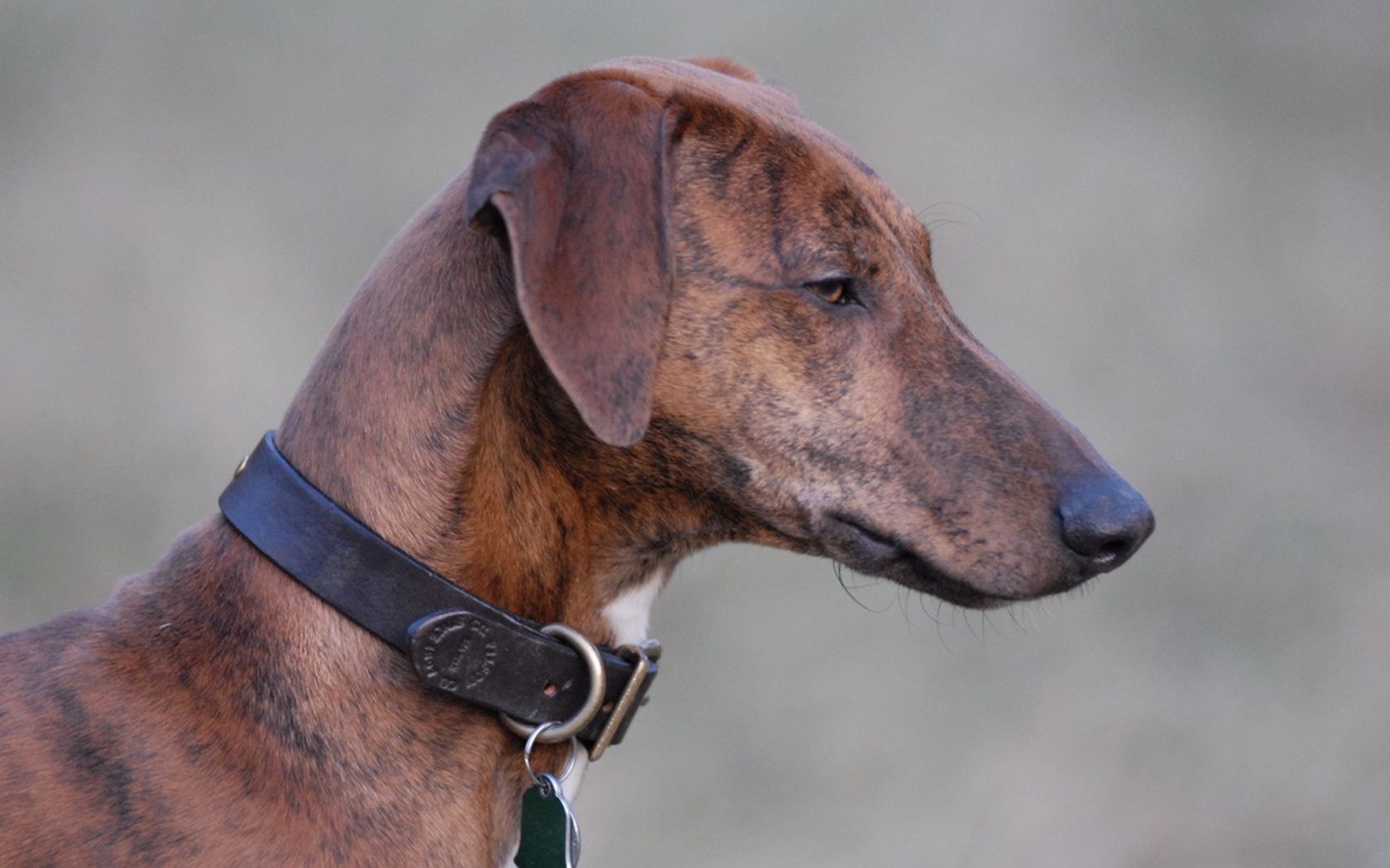 Красивая собака азавак